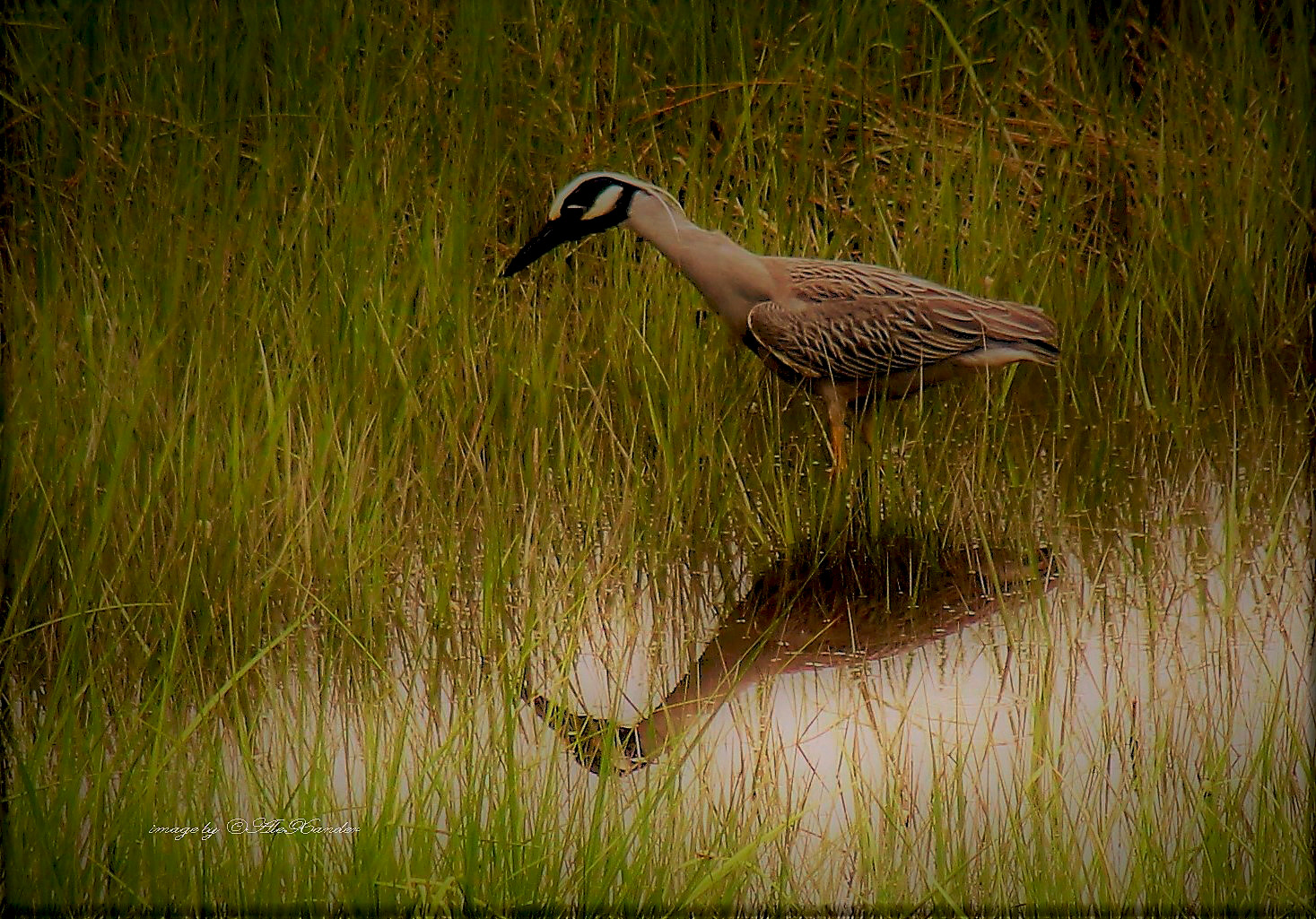 Night Heron