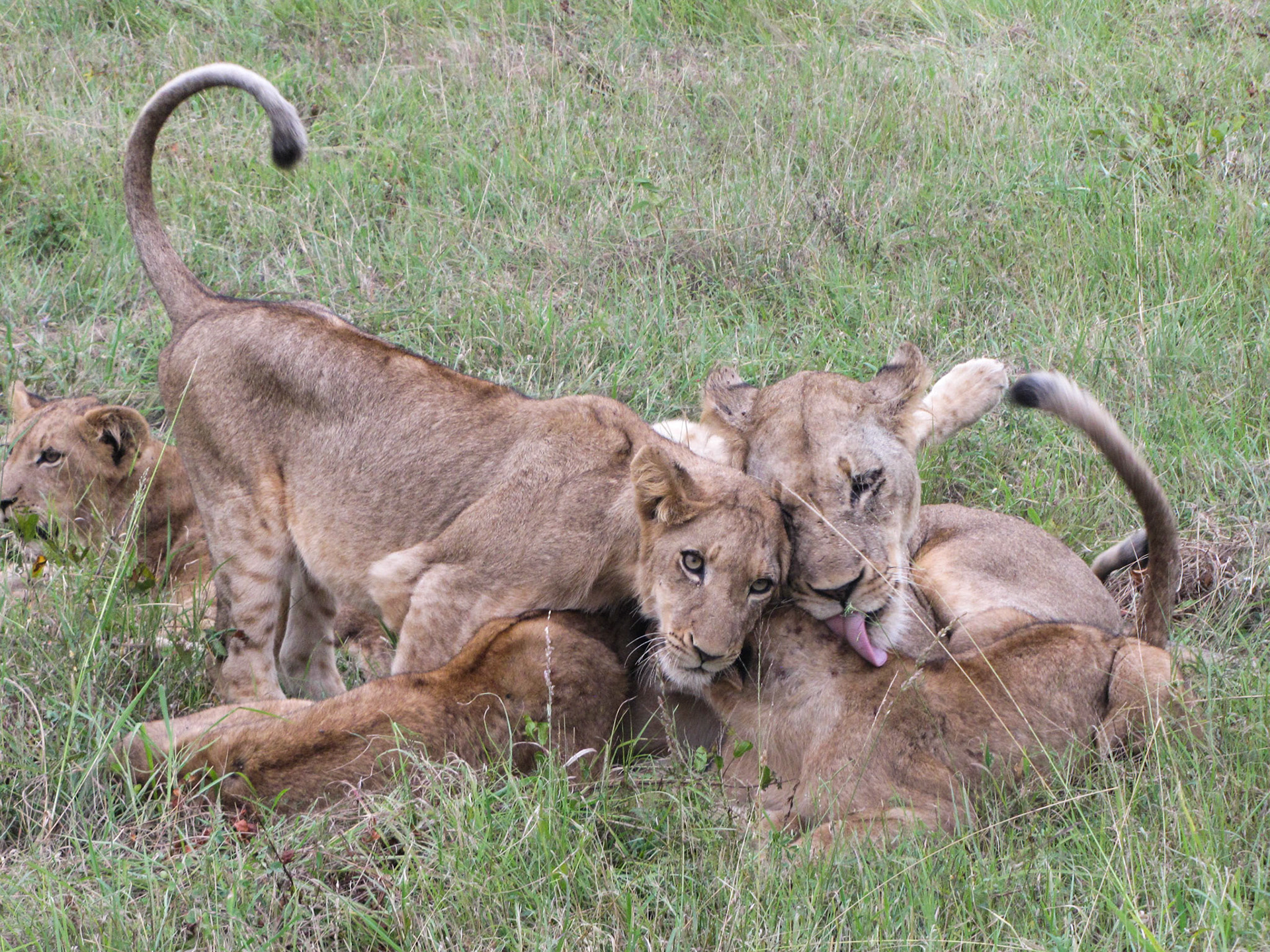 Londolozi Lions