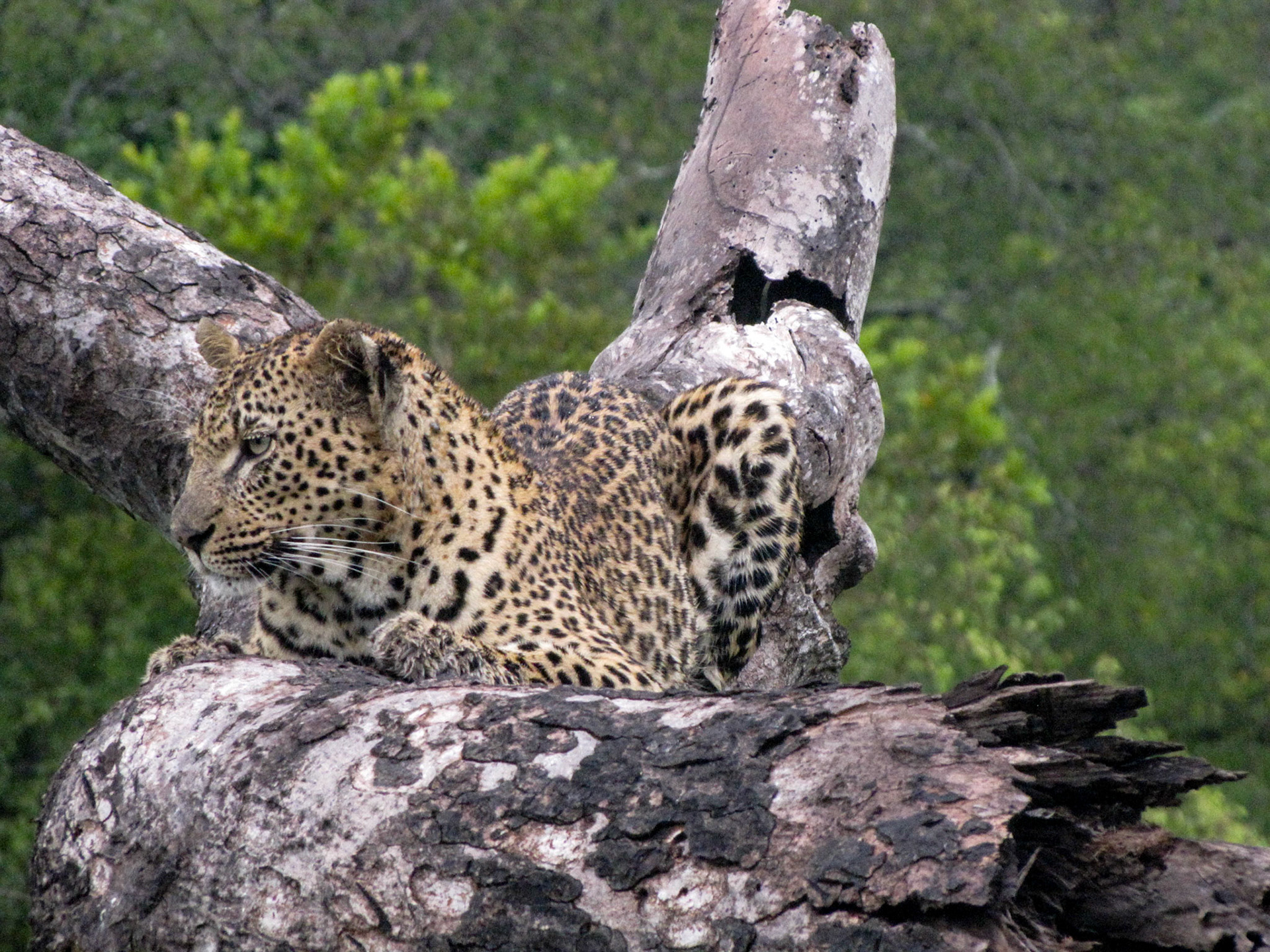 Londolozi Leopard