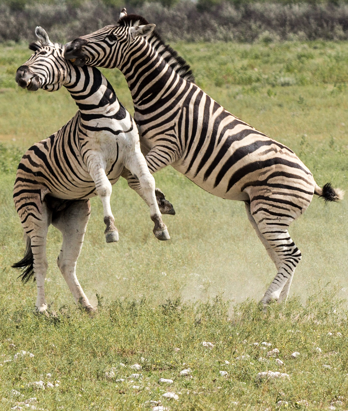 Zebra fight!