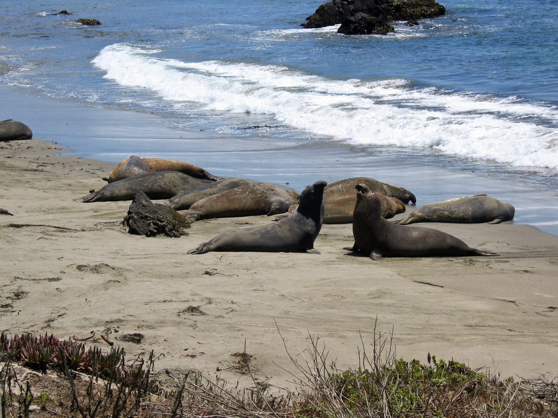 Along California Highway 1
