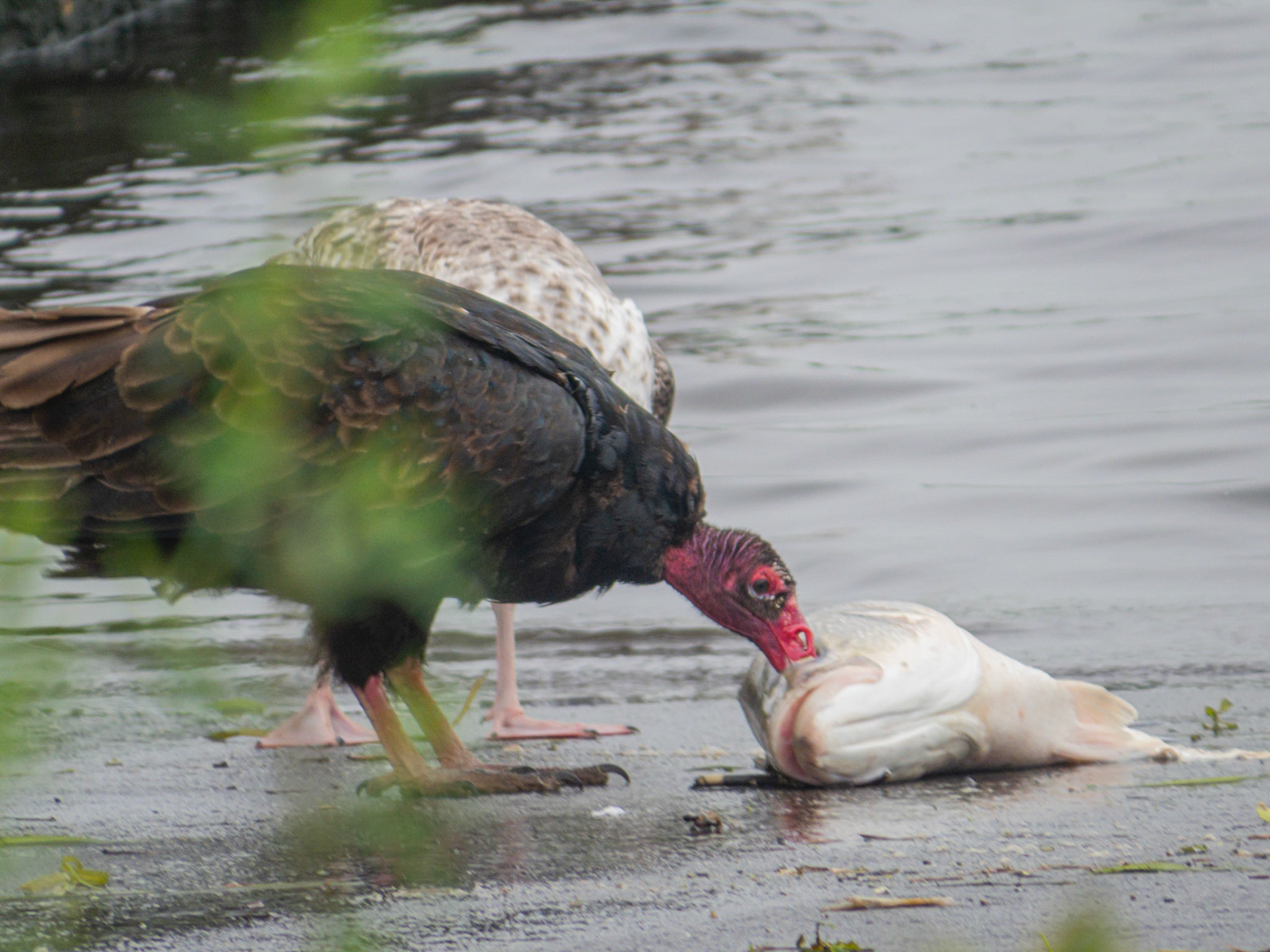 Whose fish is this anyway?