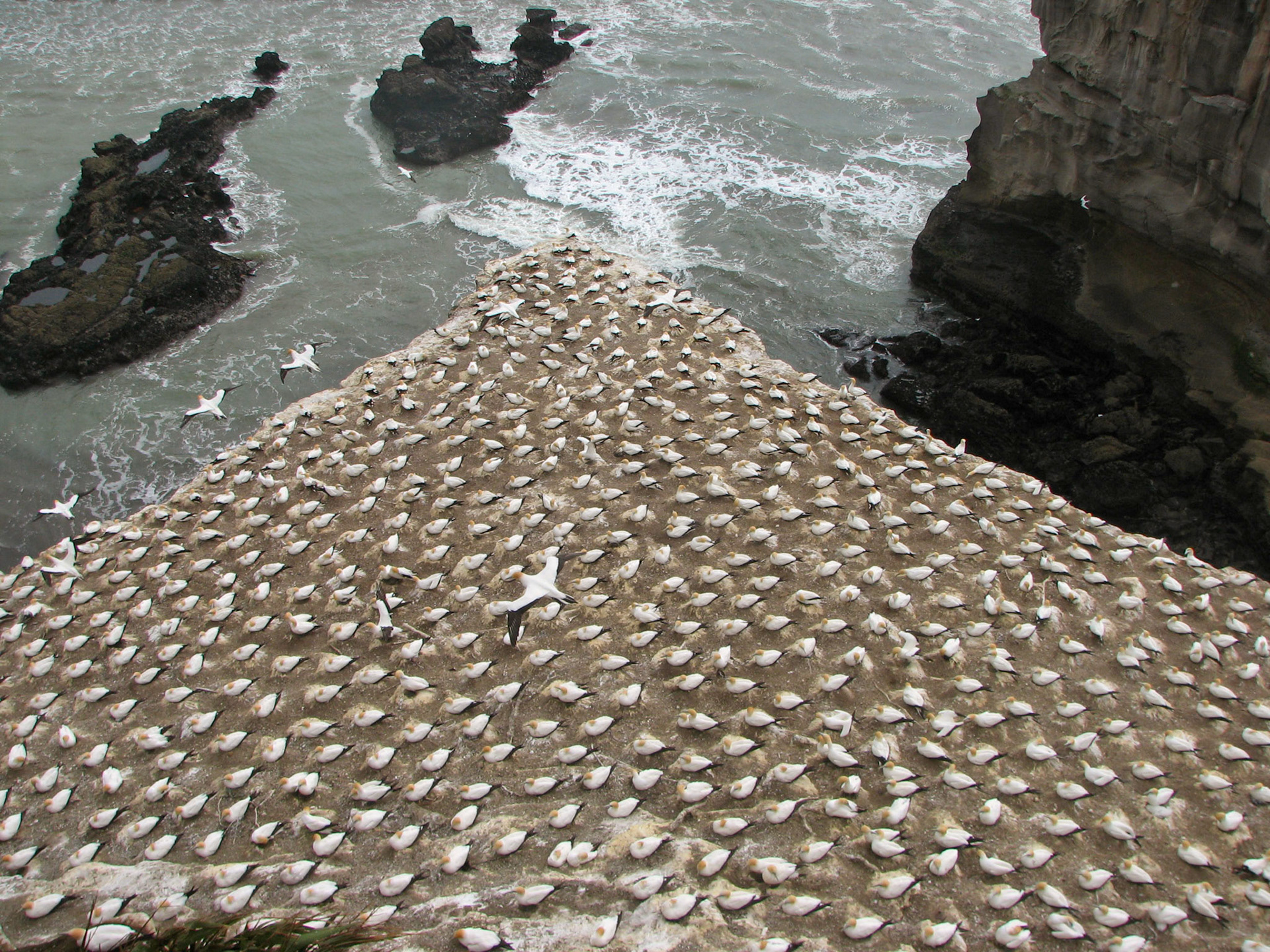 Hexagonal gannet packing, Muriwai Beach, New Zealand