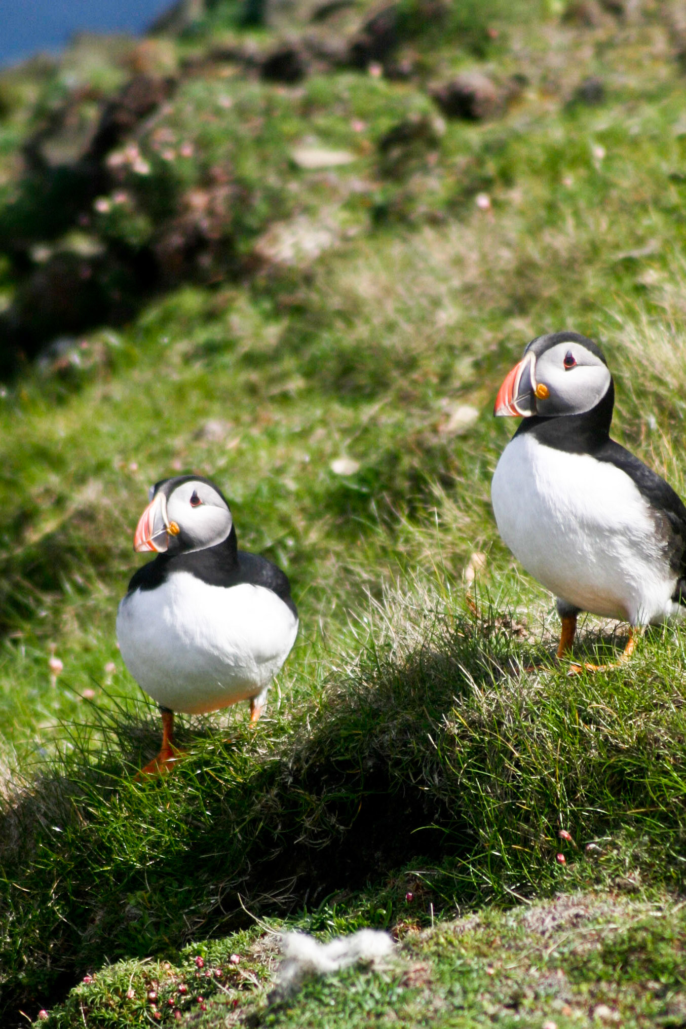 Puffins on Sumburgh Head