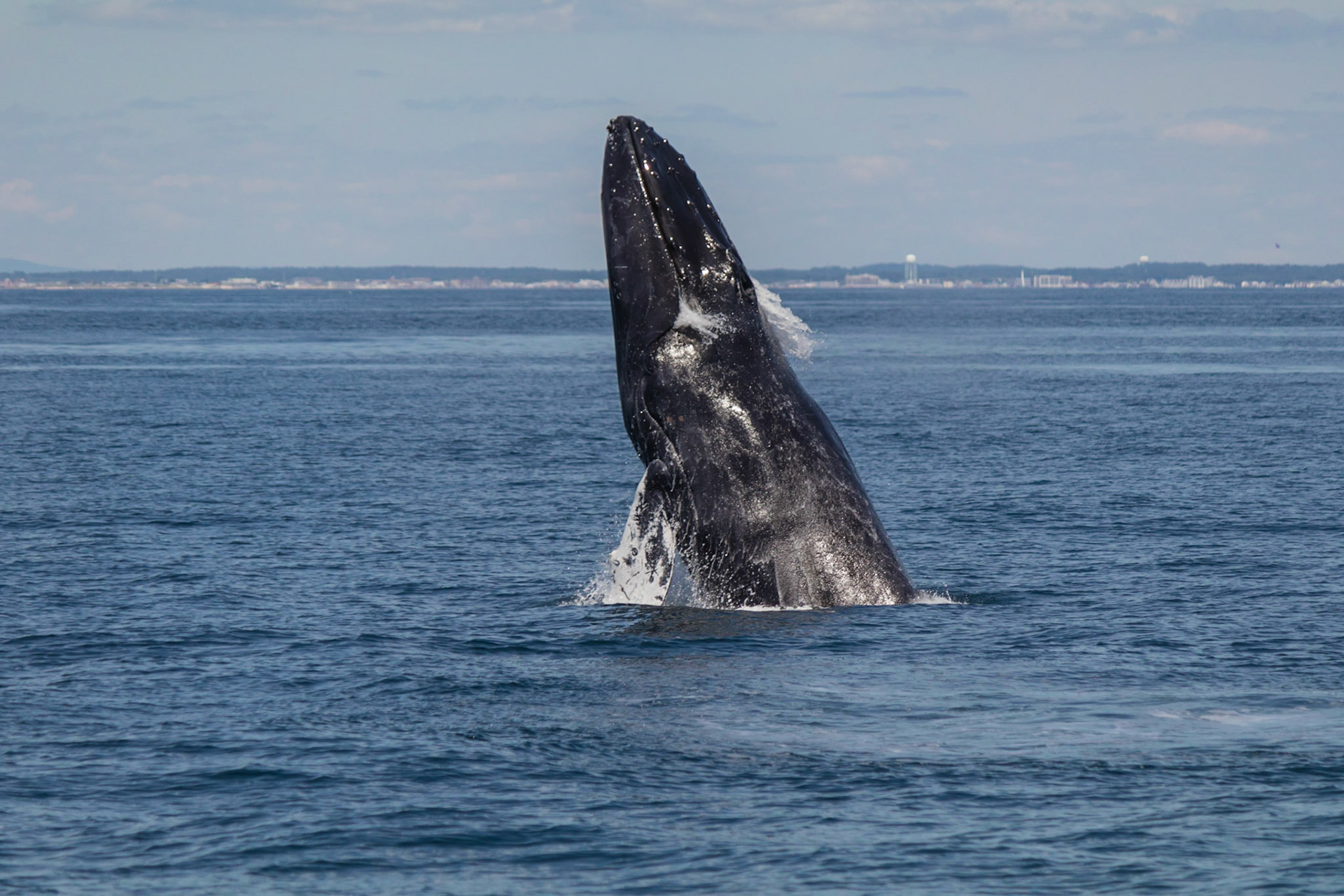 Our Town: Thar She Blows