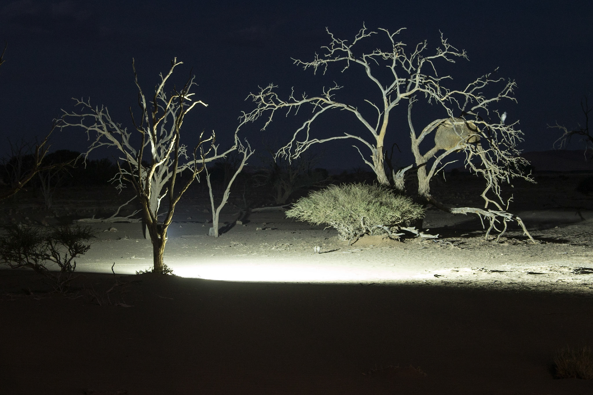 Little Kulala Desert Lodge: Waterhole at night