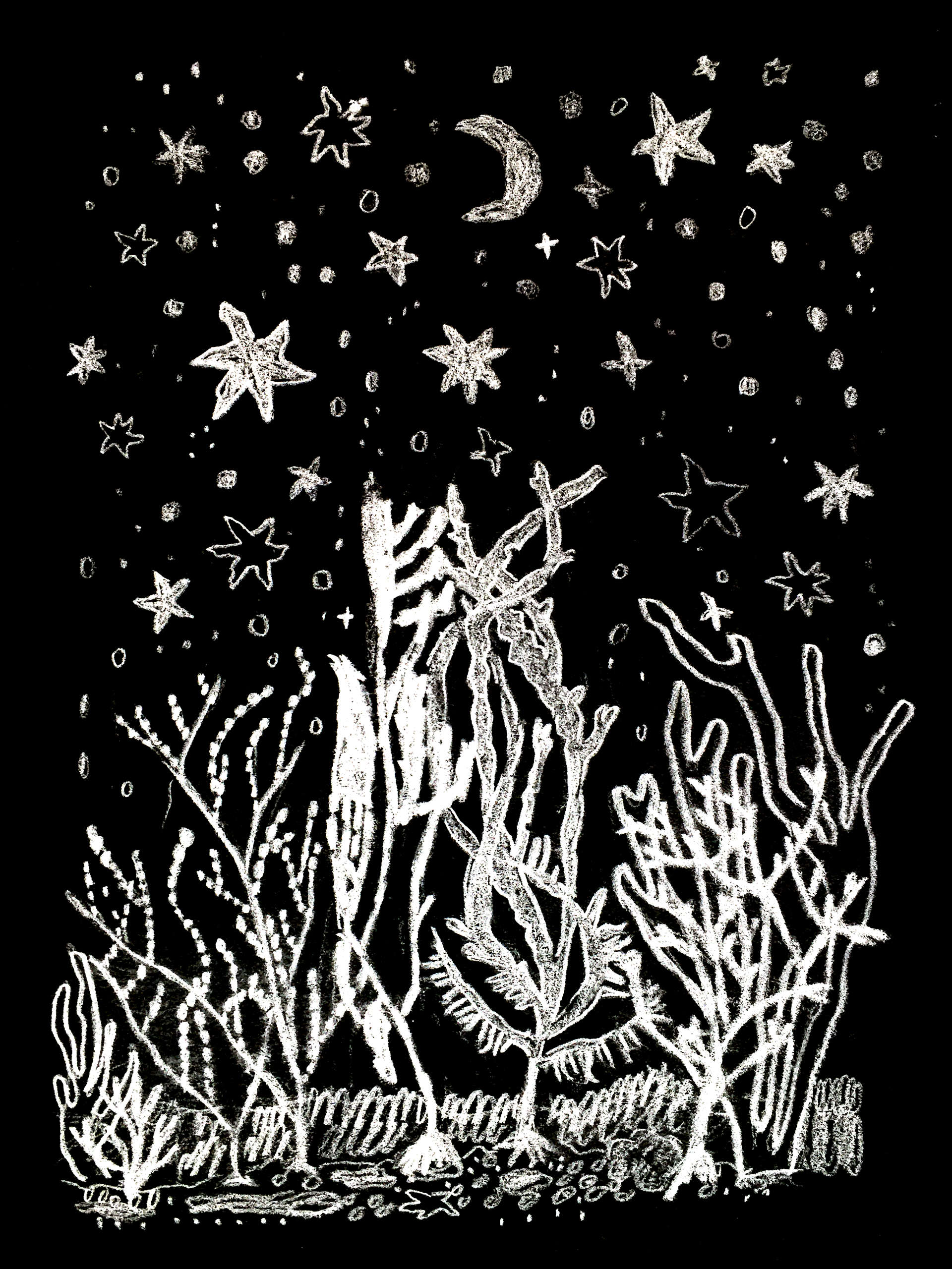 Night seaweeds - 2022