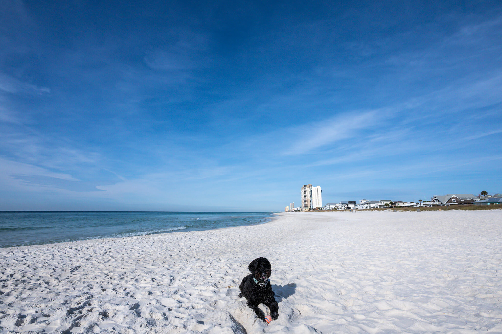 We found a dog beach .