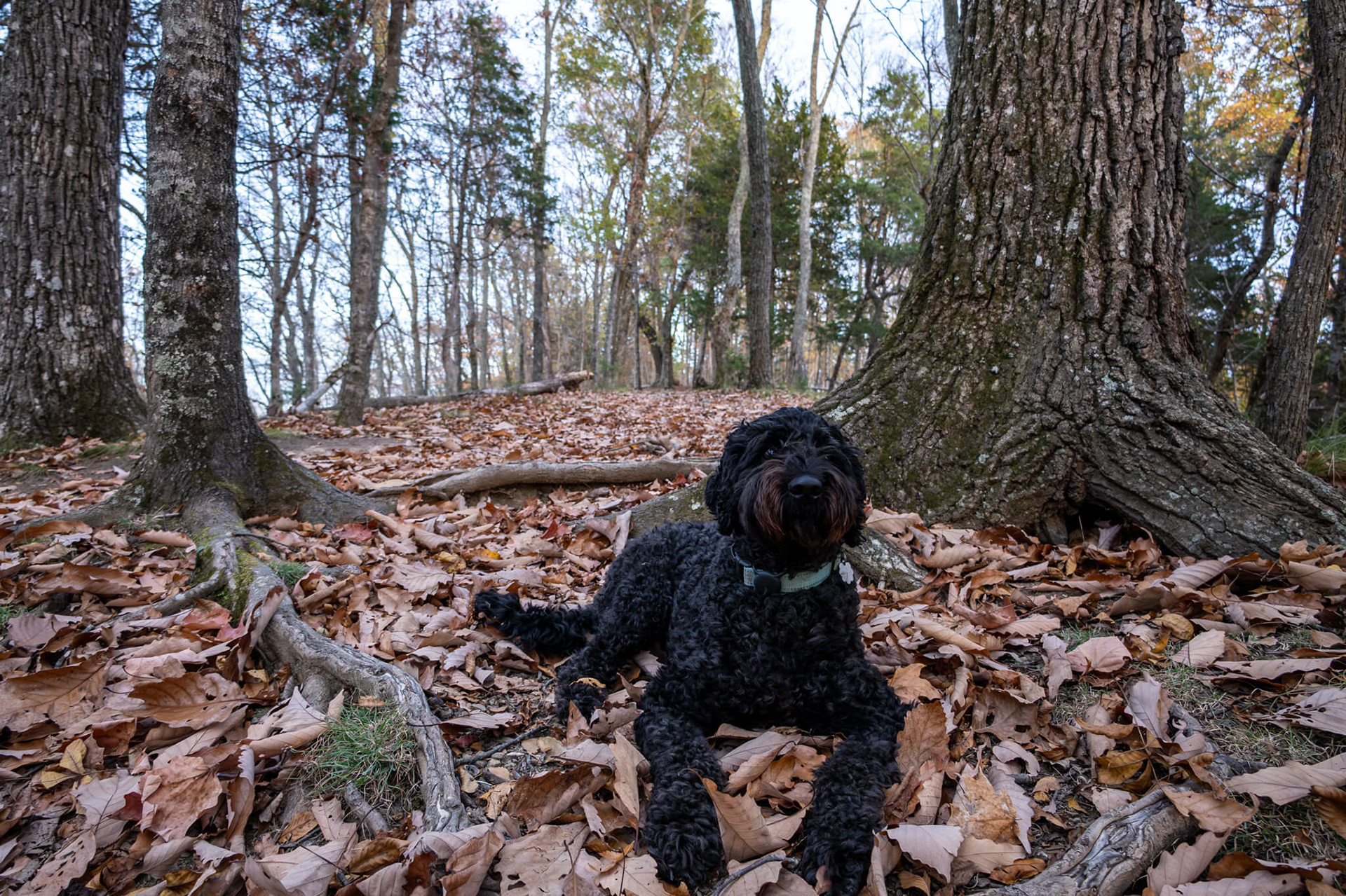 Ella enjoyed all the hiking trails.