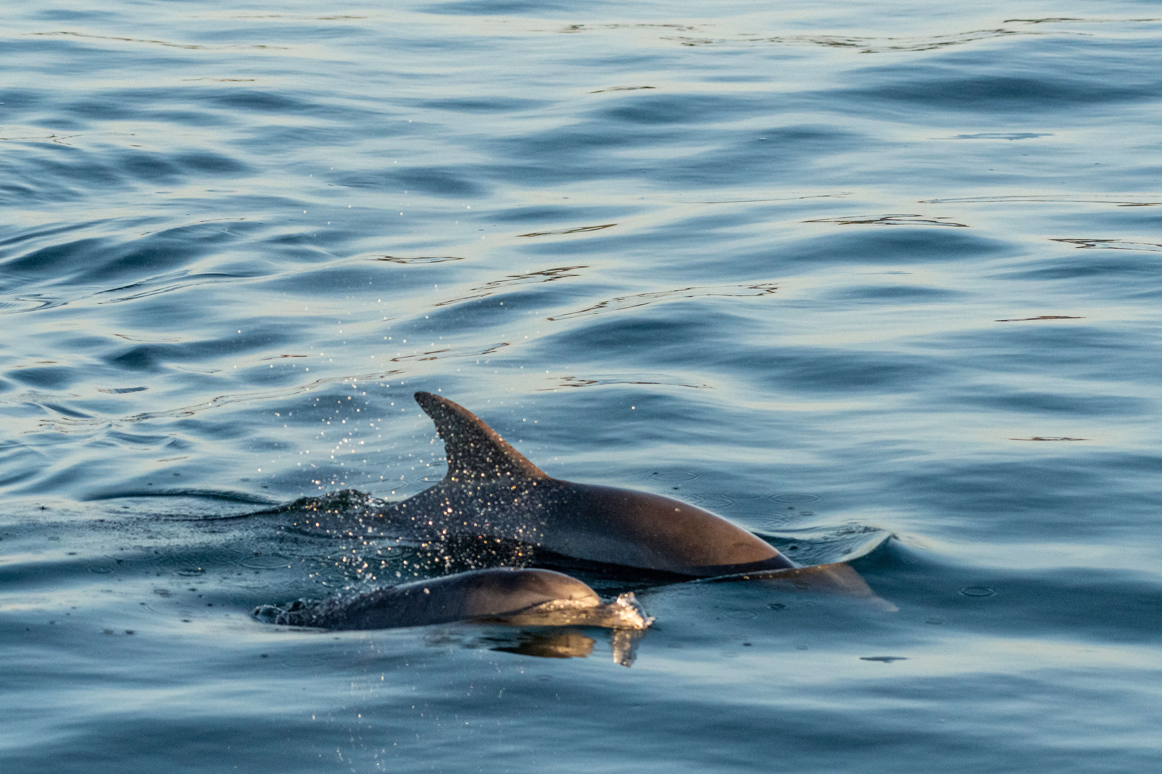 Bottlenose dolphins.