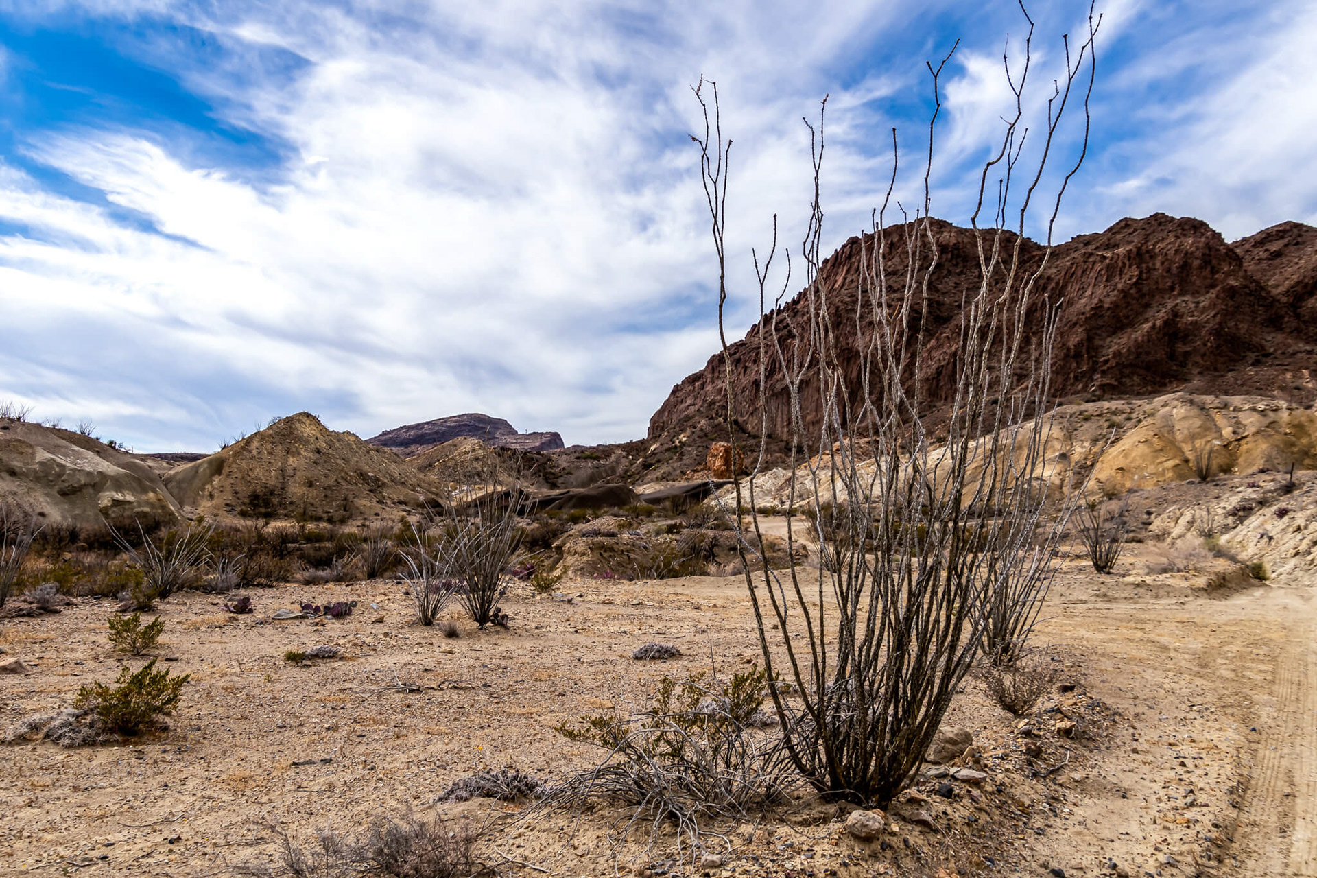 Ocotillo plant.