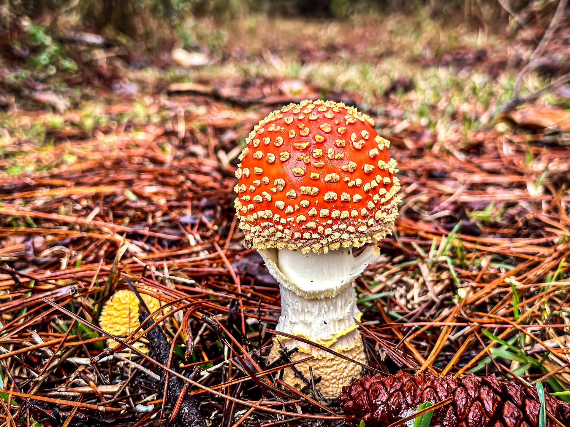 Lots of interesting fungi with all the water.
