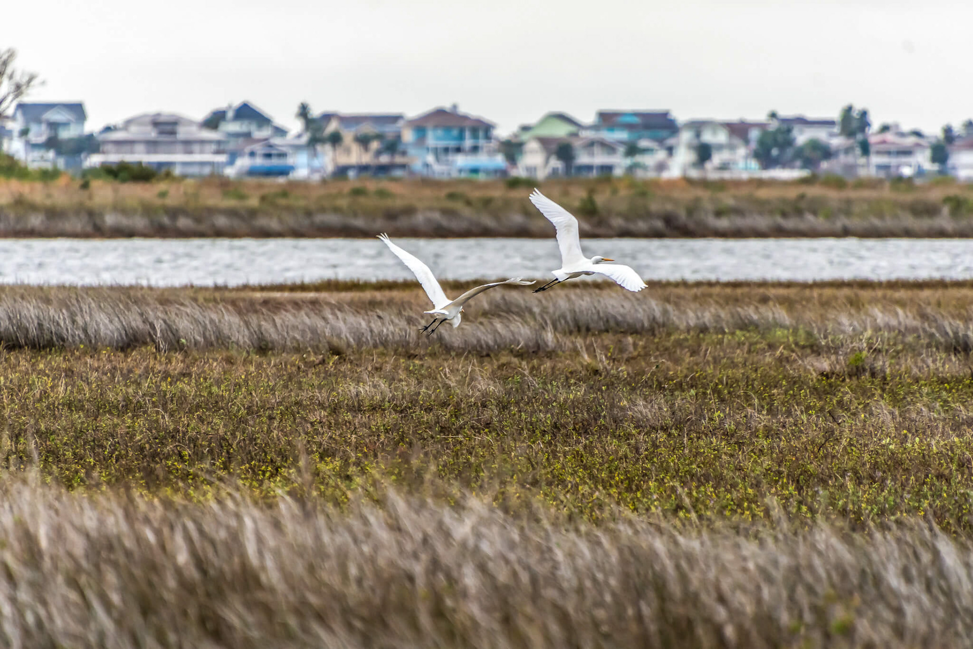Great White Egrets