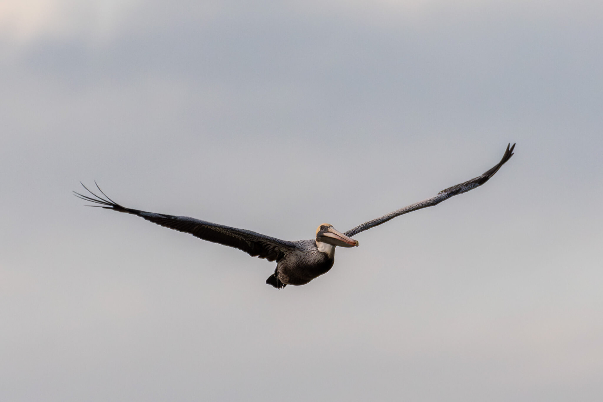 Pelican.