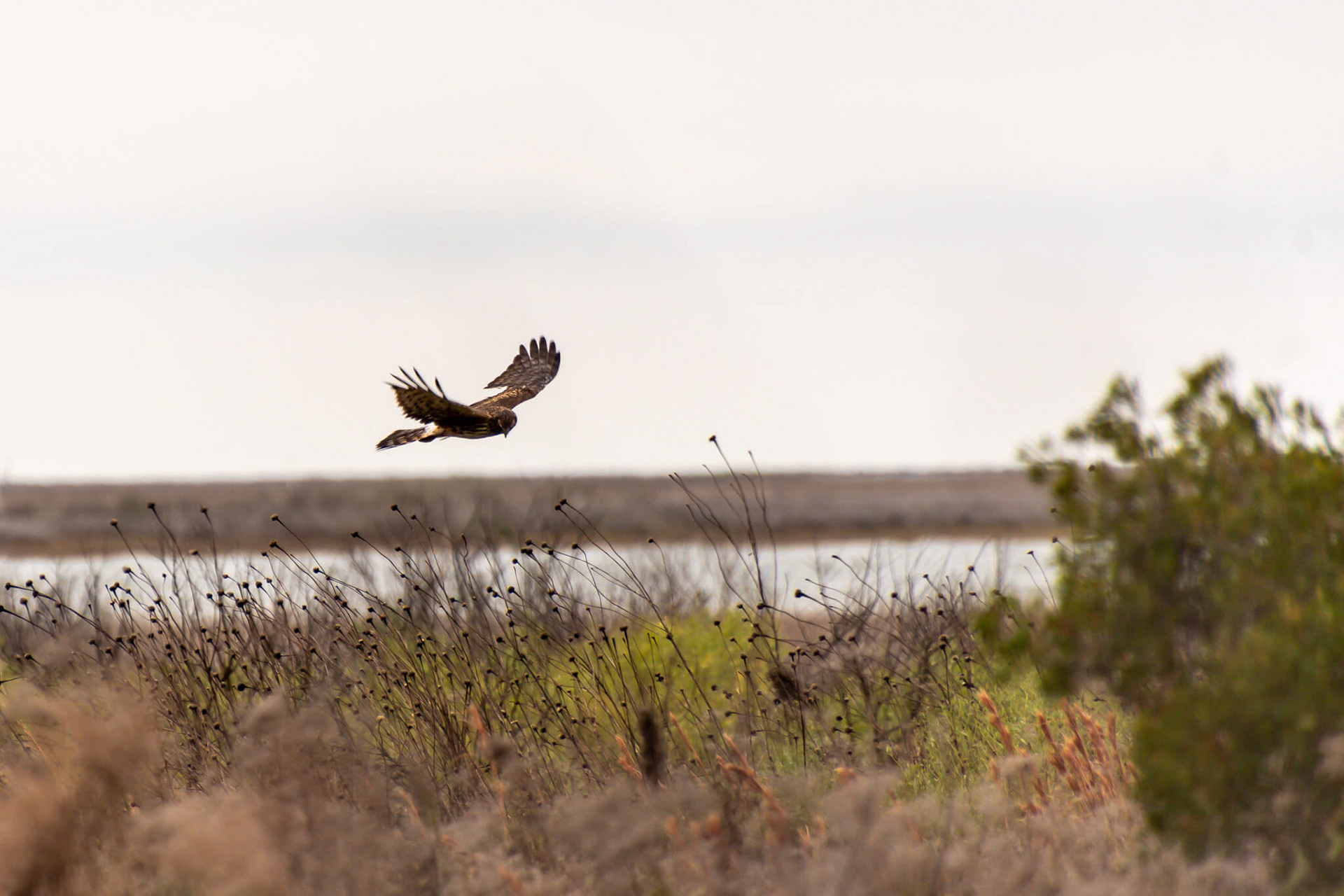 Northern Harrier.
