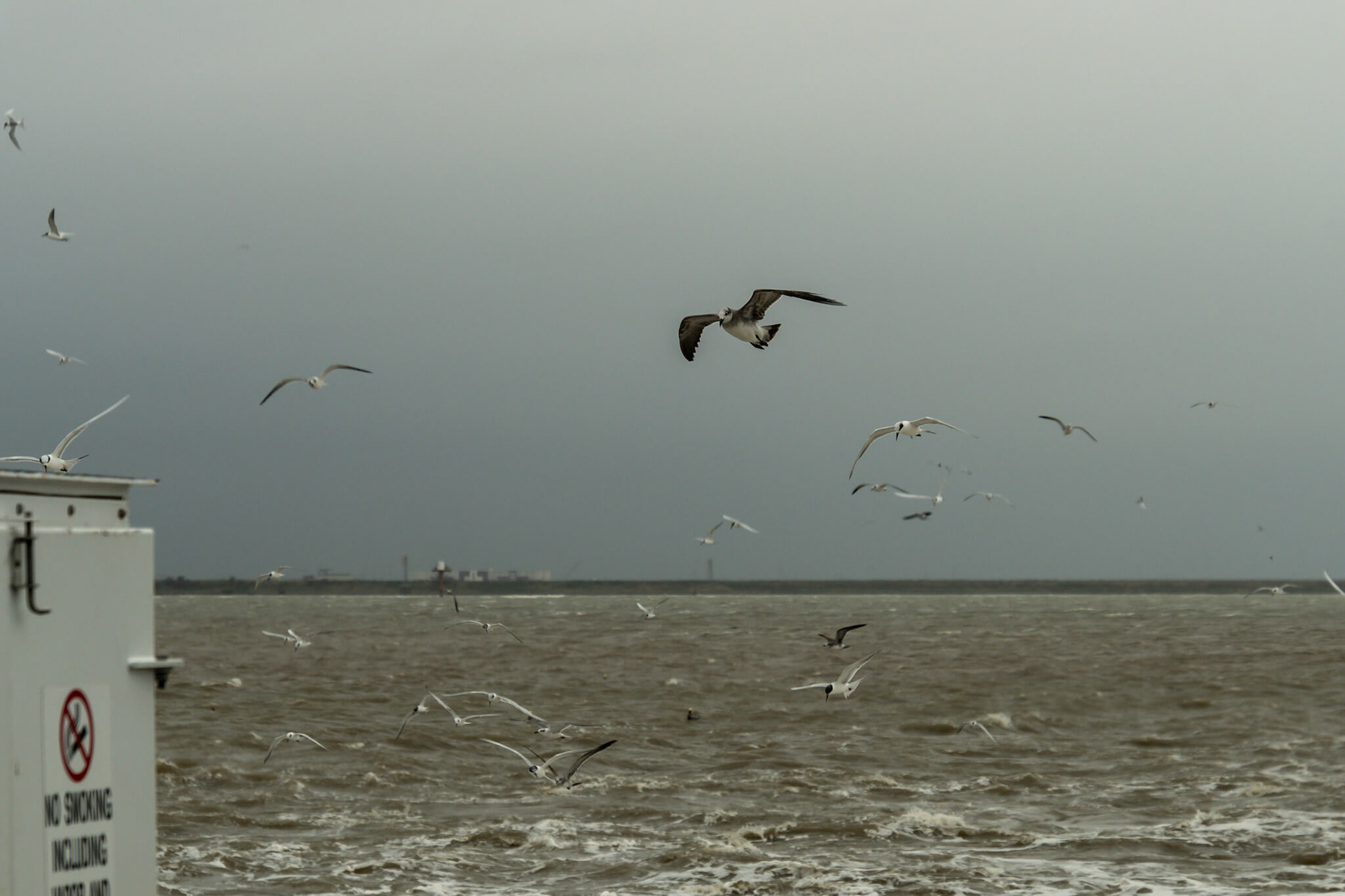We saw lots of birds and even some dolphins.