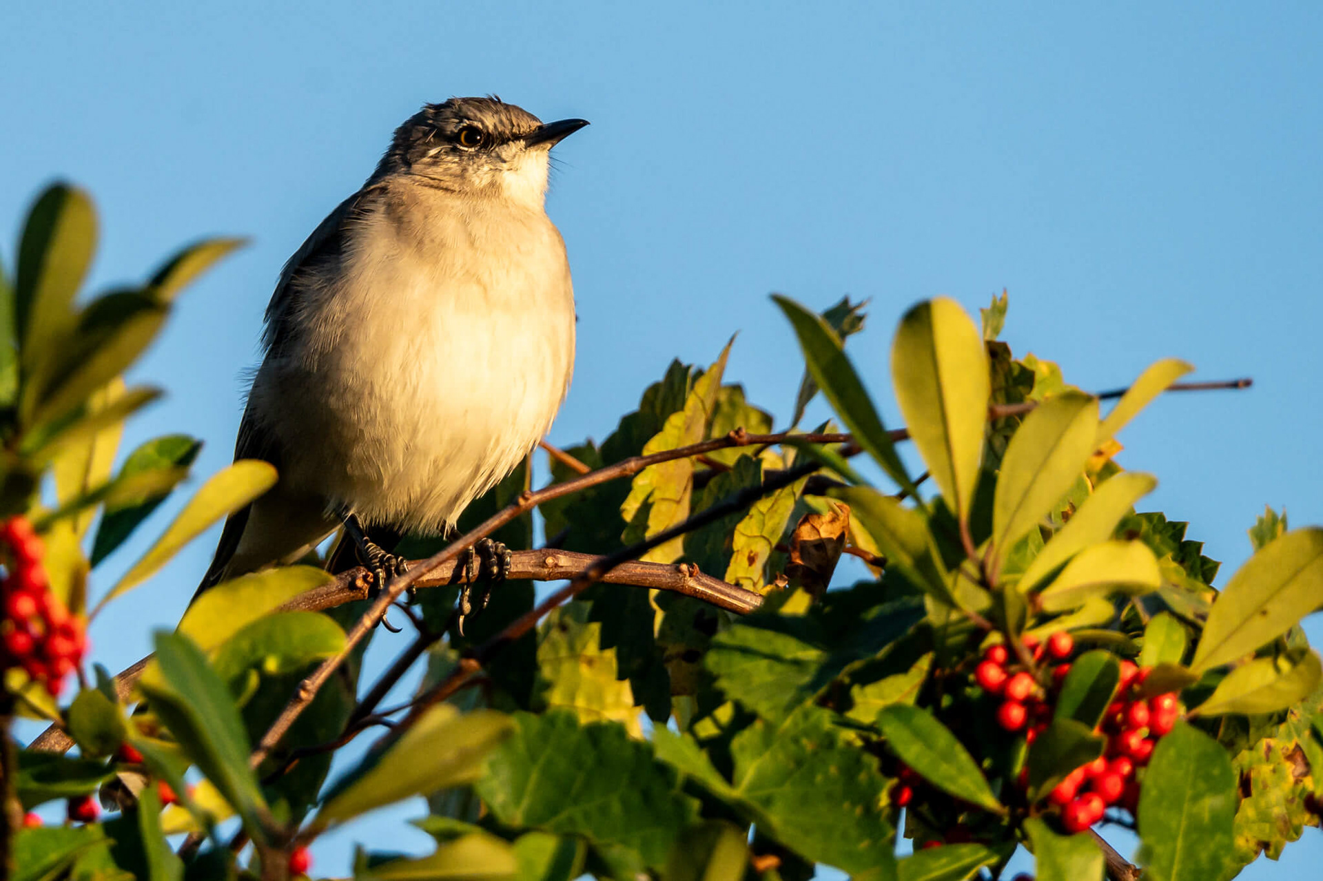 Northern Mockingbird