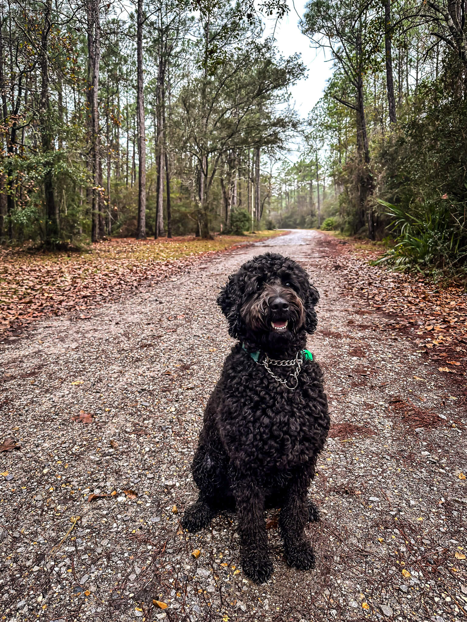 Nice walking trails.