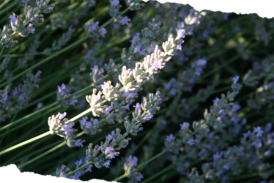 La Fonte della Lavanda - Chi Siamo