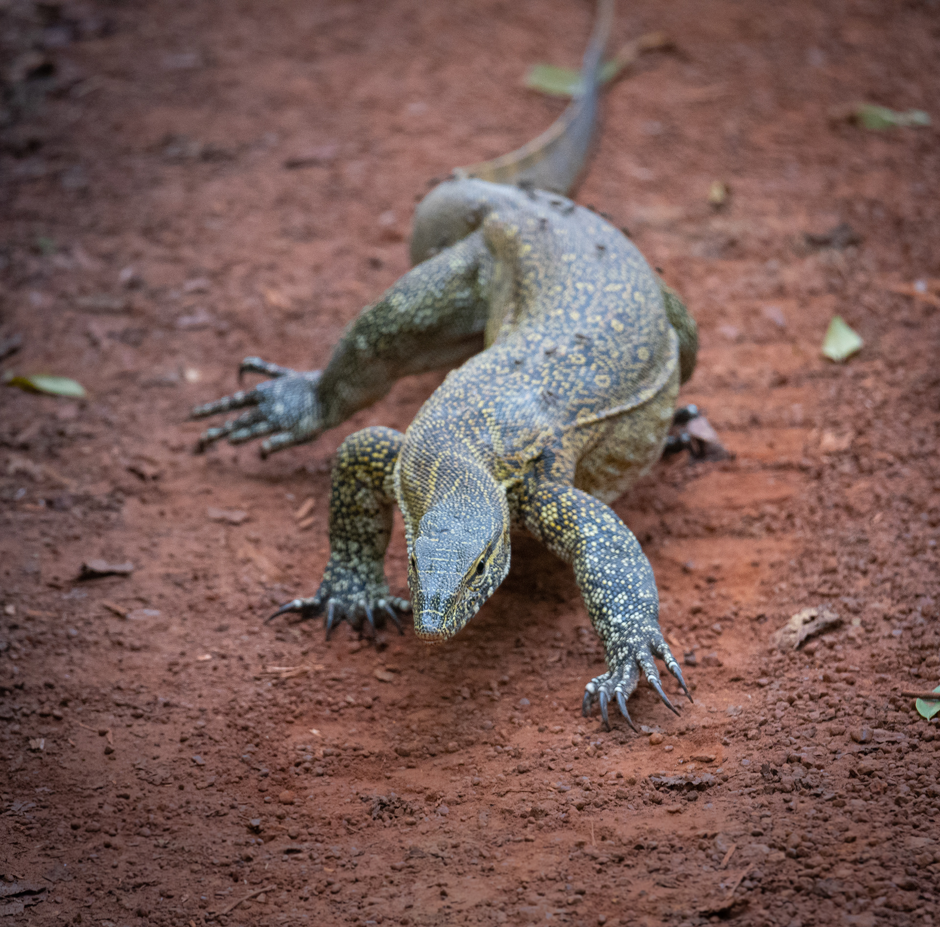 Mole National Park