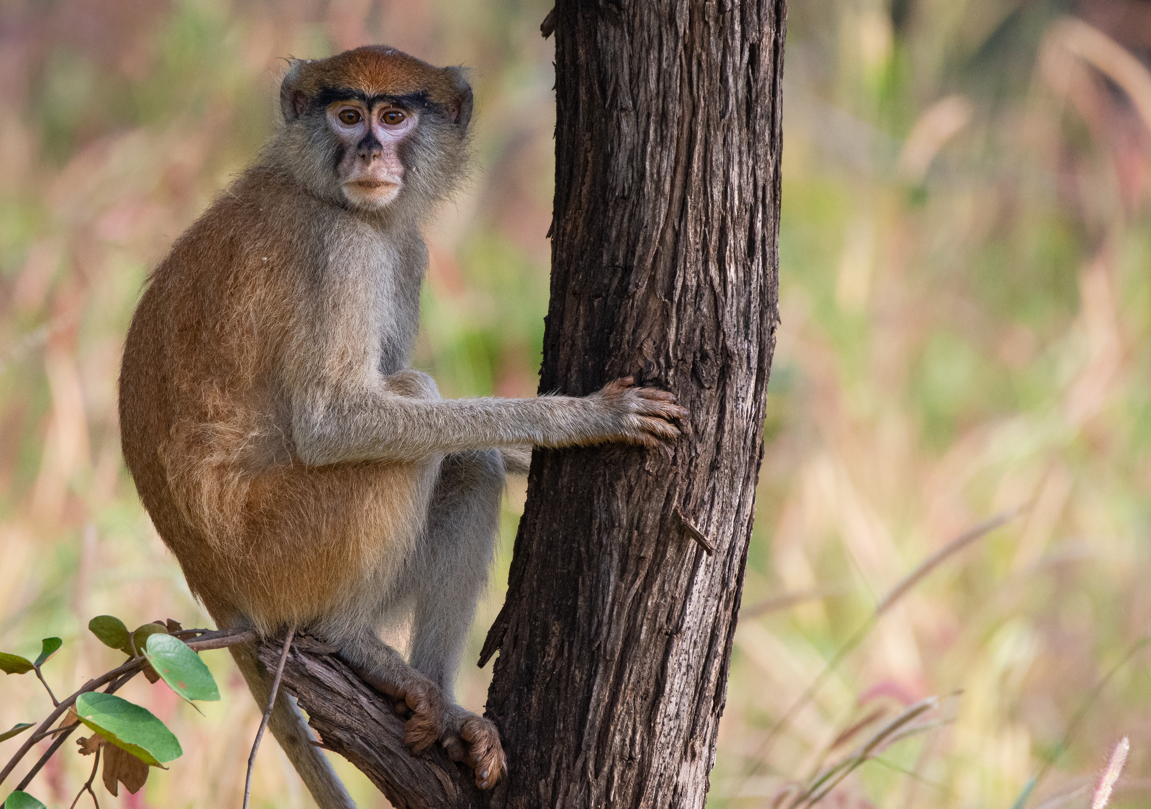 Mole National Park