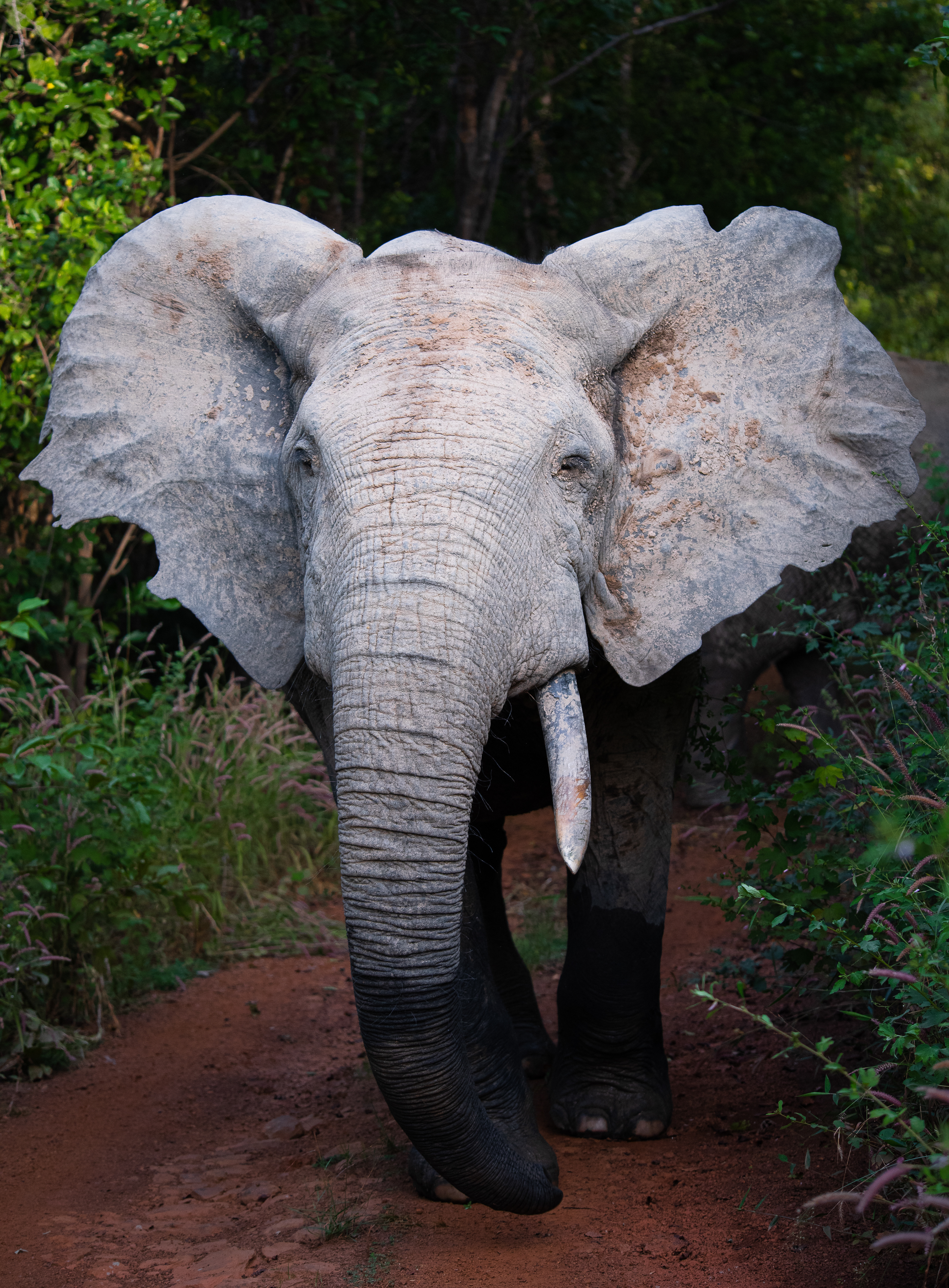 Mole National Park