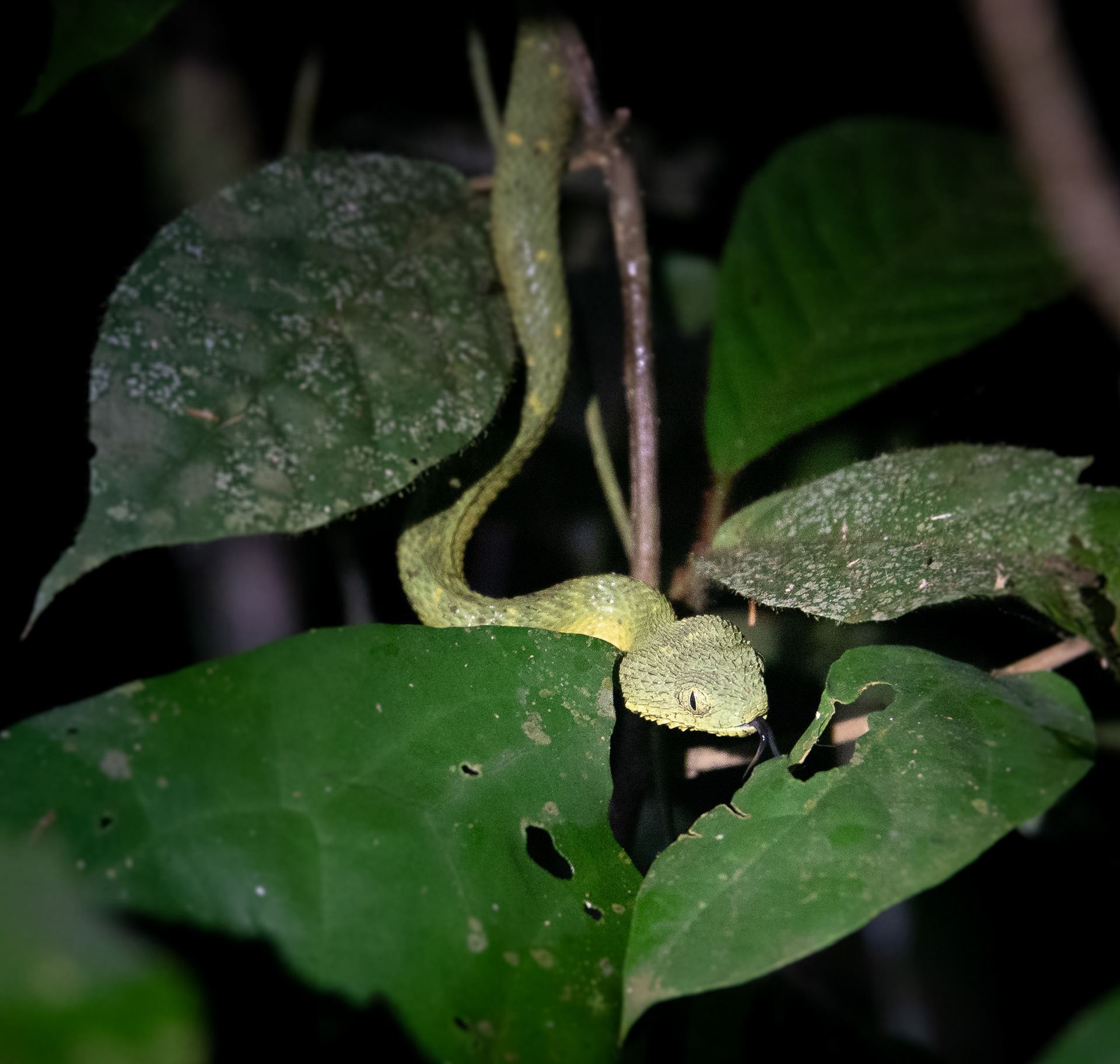 Kakum National Park