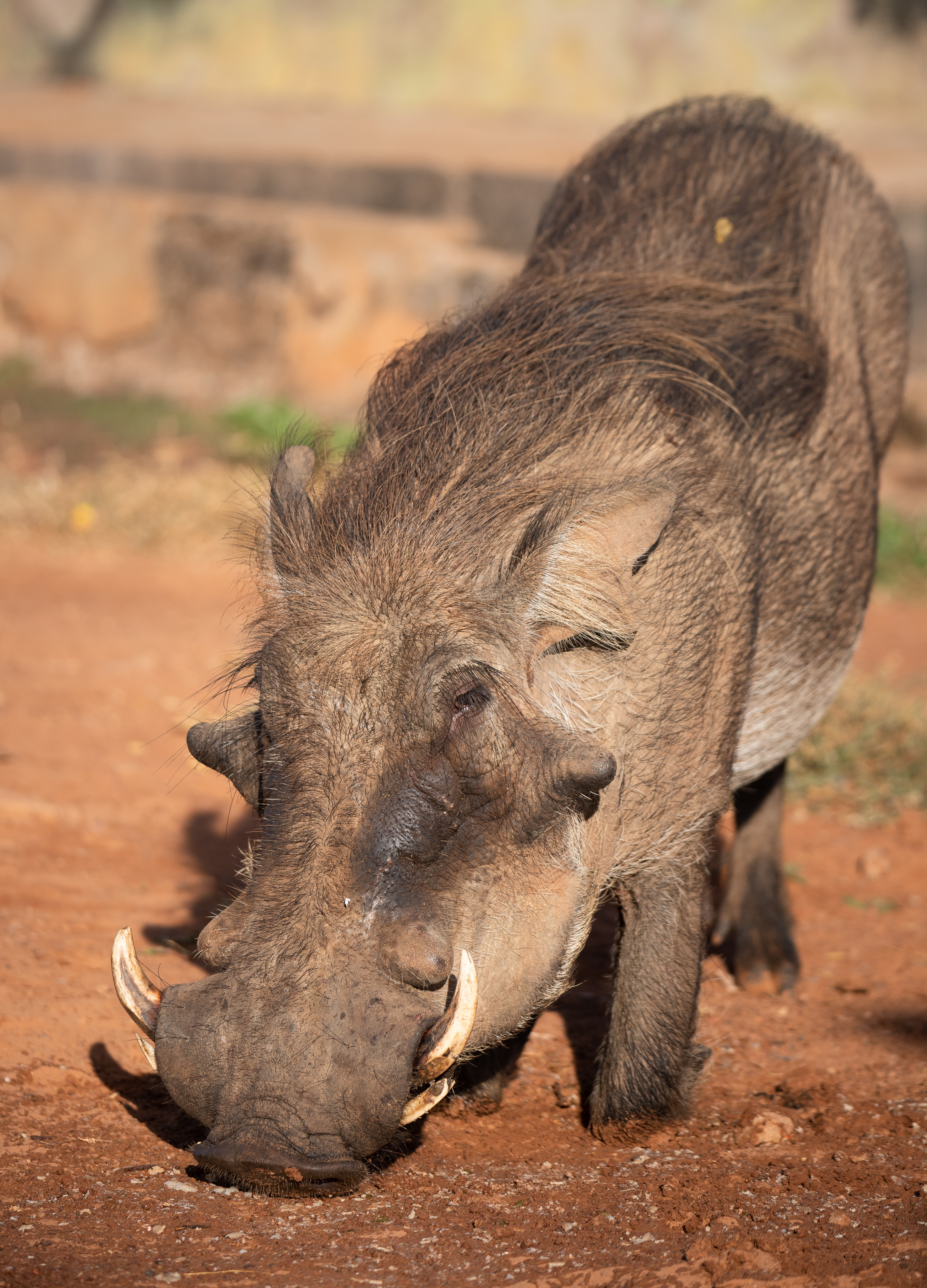 Mole National Park