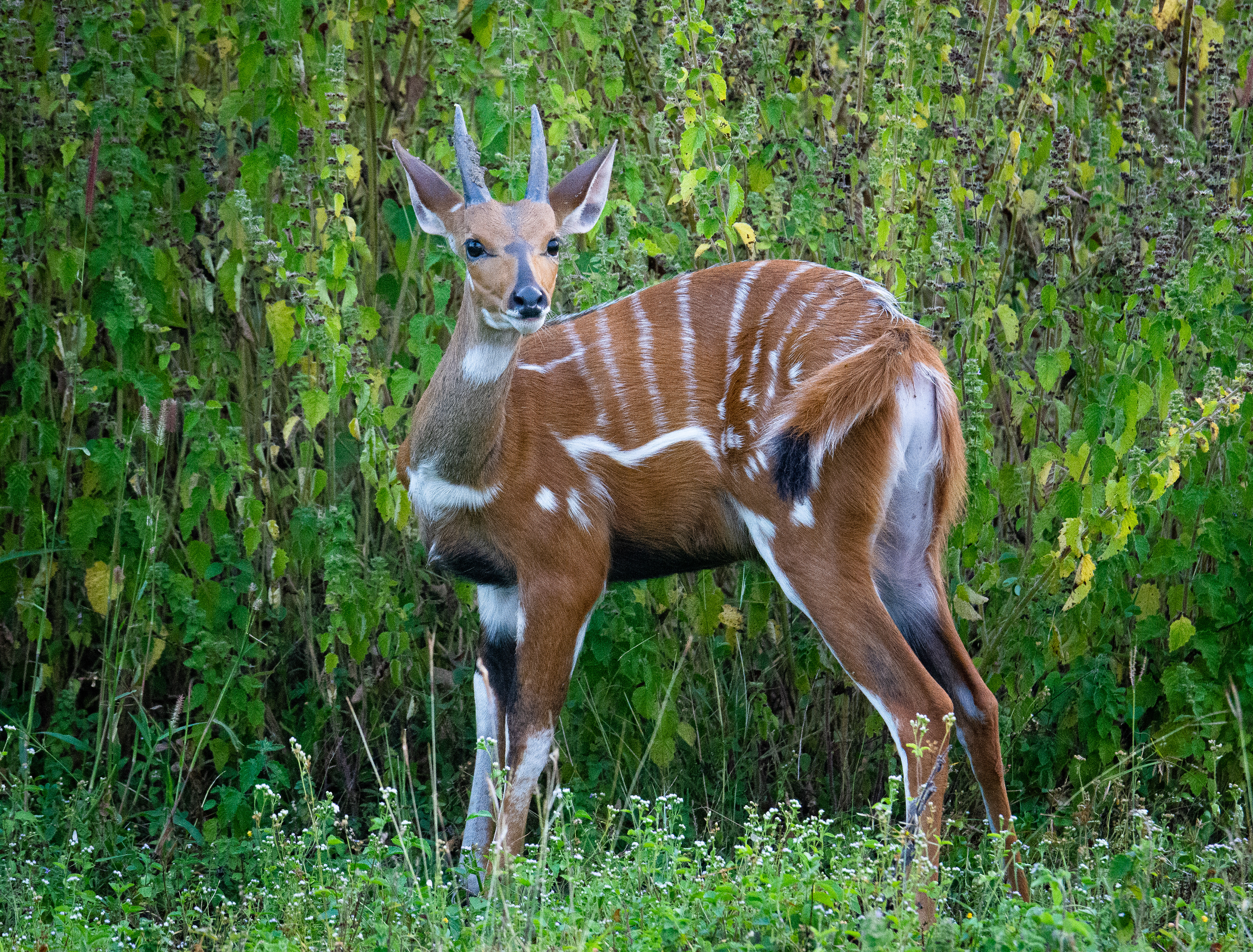 Mole National Park