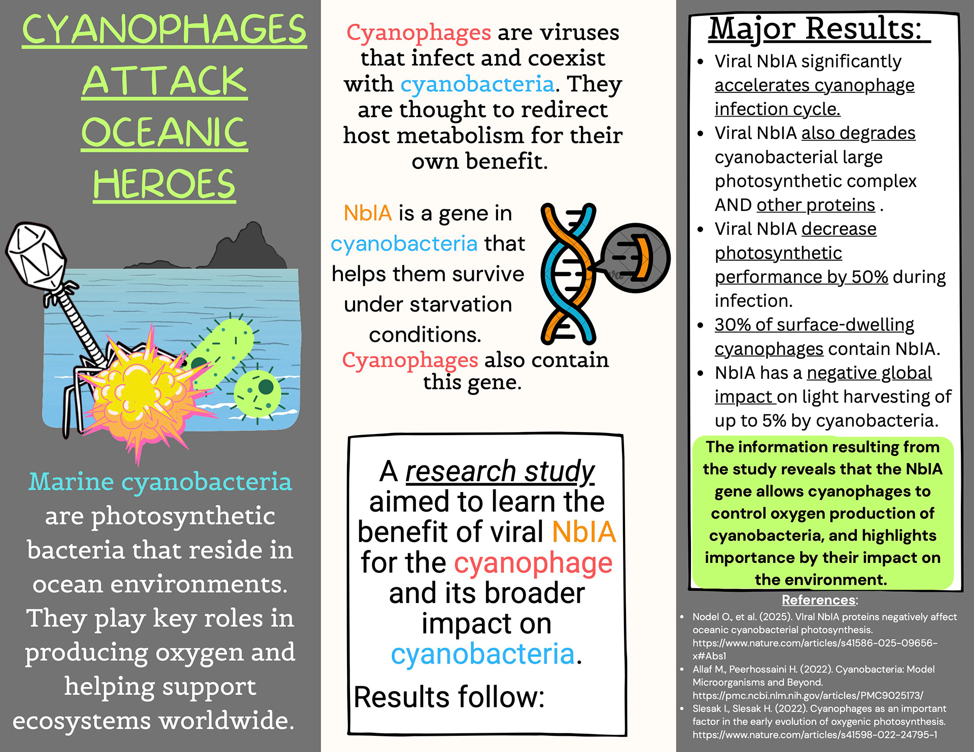 what are marine cyanobacteria and cyanophages and how they interact in the ocean