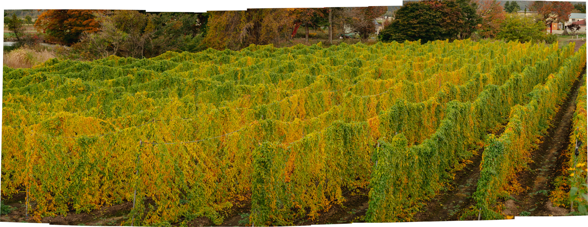 Fall colors, six, tea leaves, Hokkaido