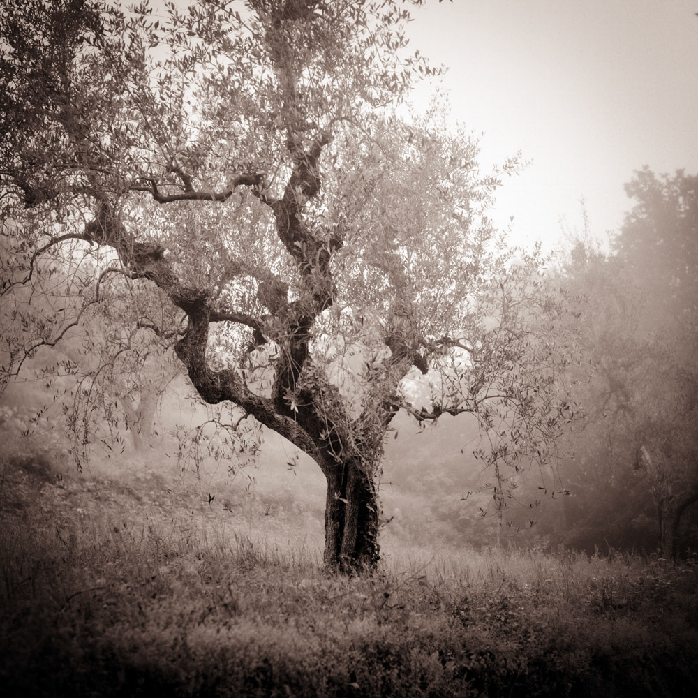 Olive Tree, Vinci, 2013