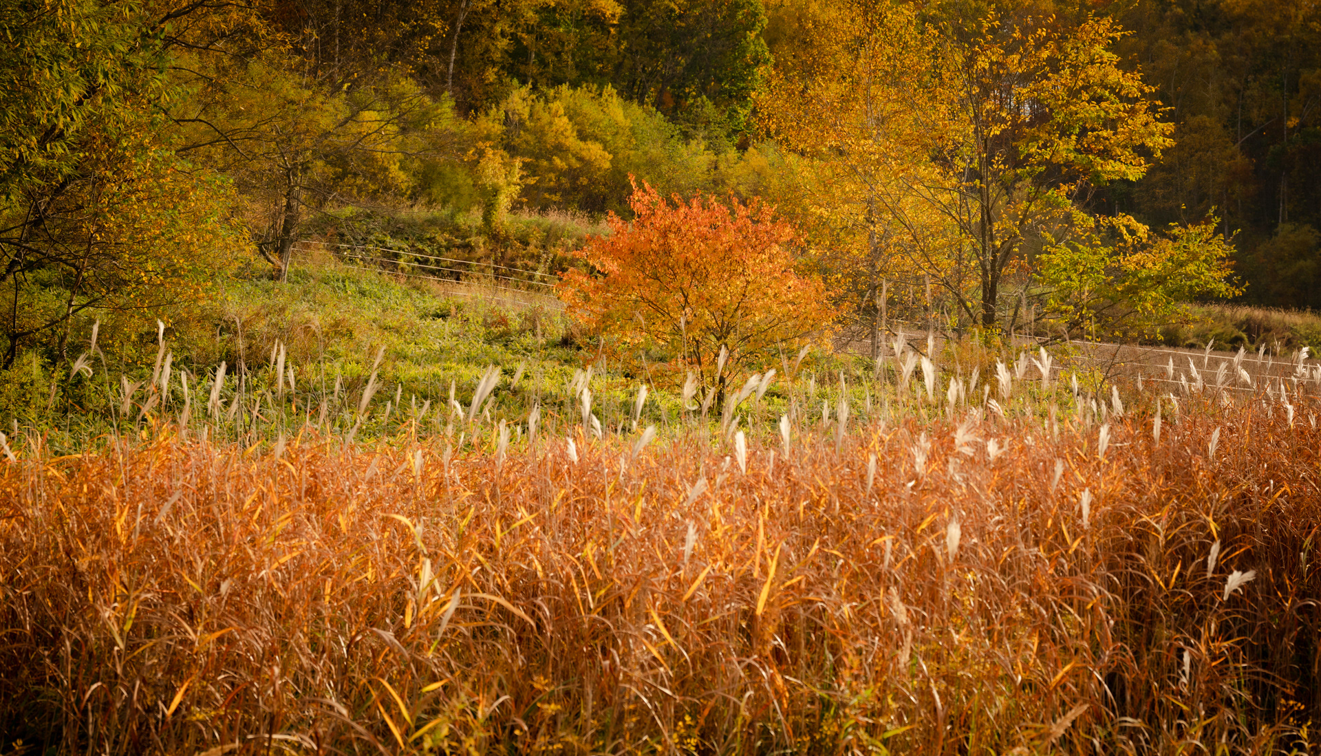 Fall colors four Hokkaido