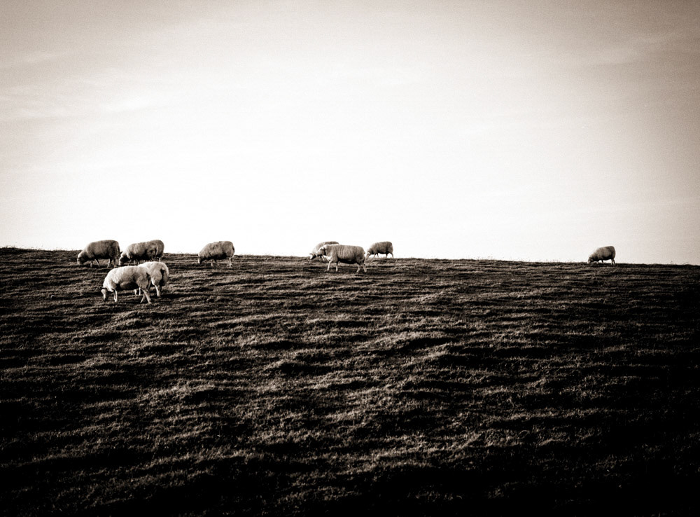 Sheep, Netherlands 2008