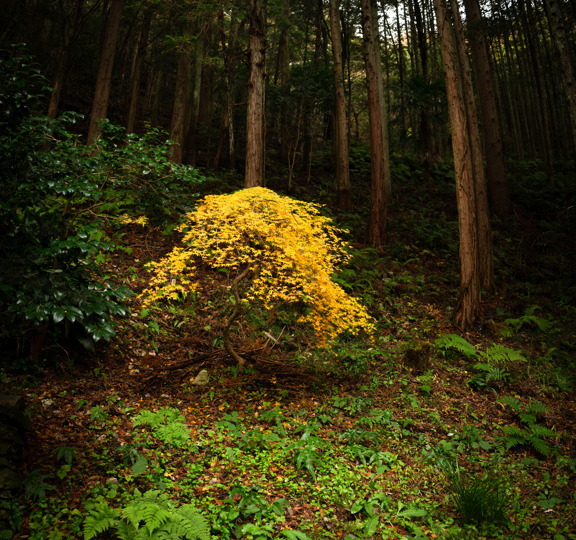 Little Yellow Tree
