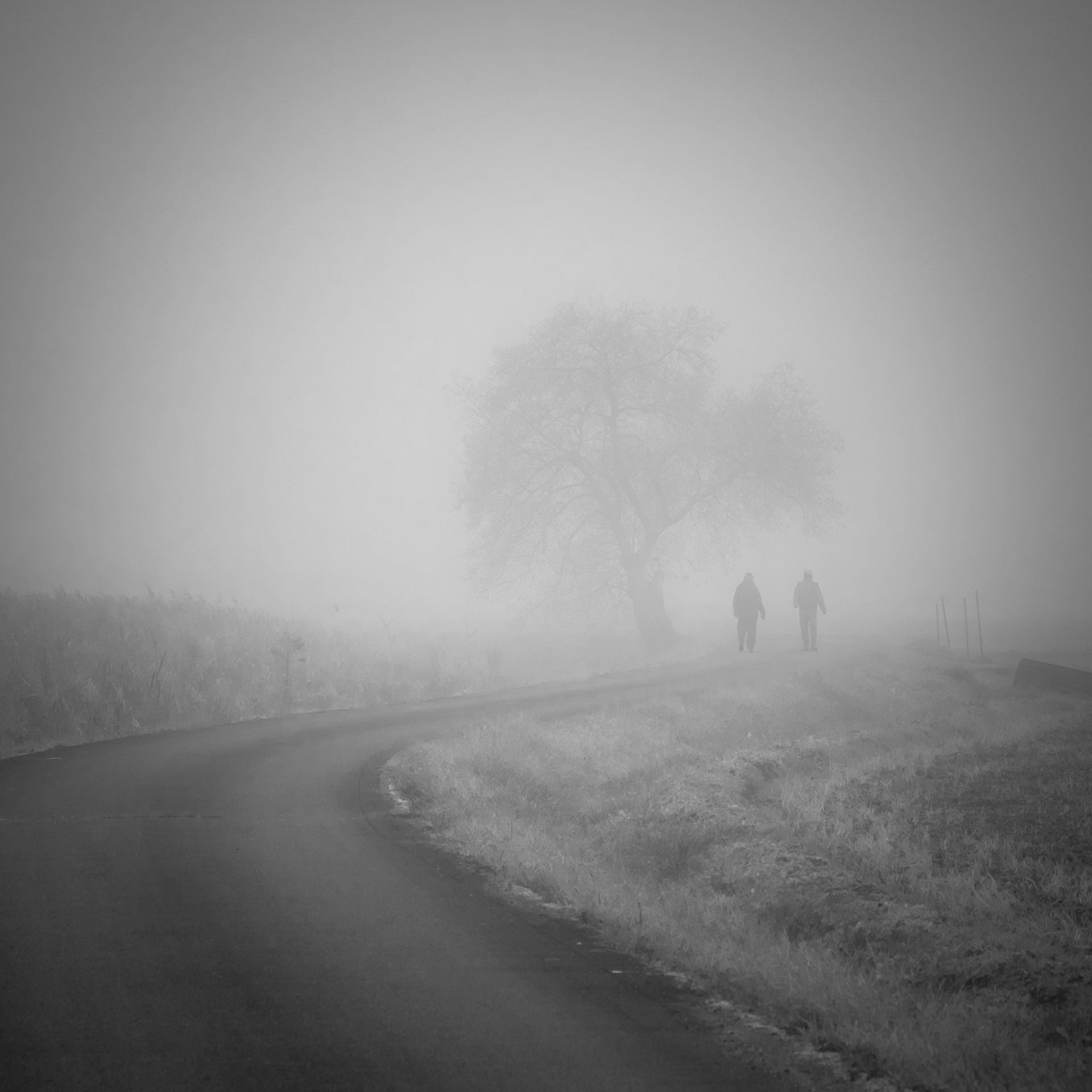 Misty morning