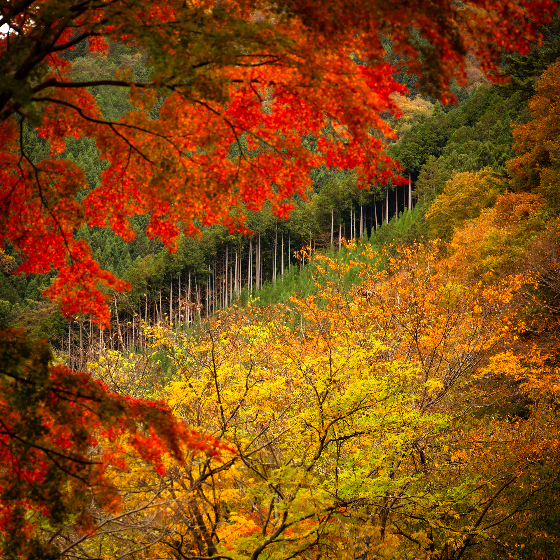 Fall colors stripe