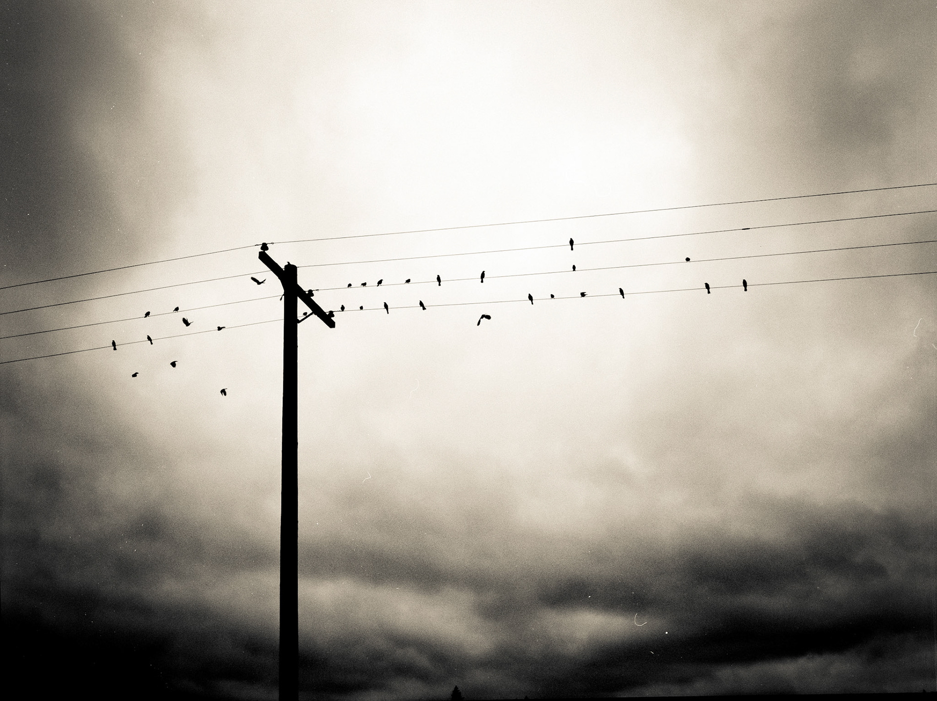 Birds on a line