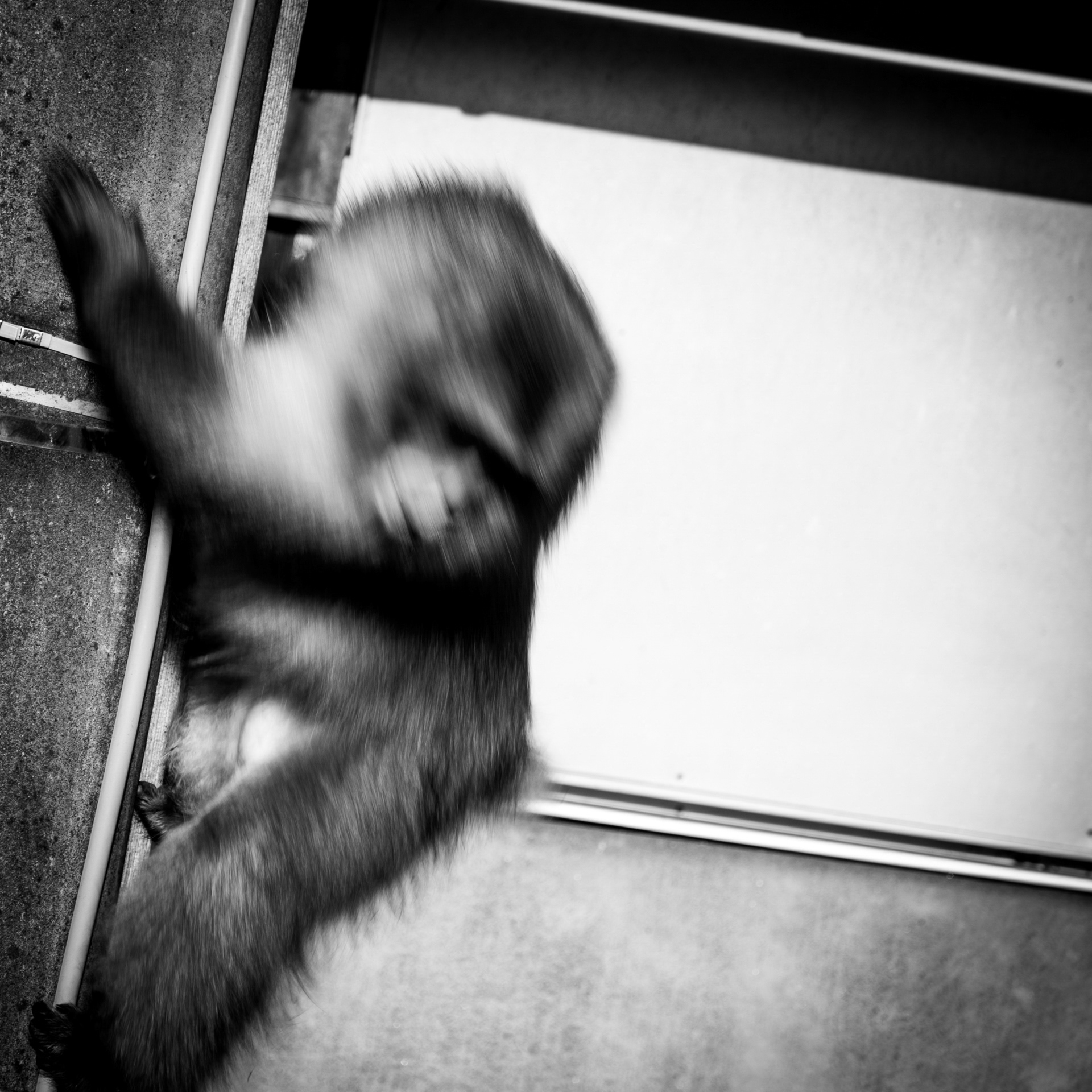 Snow monkey