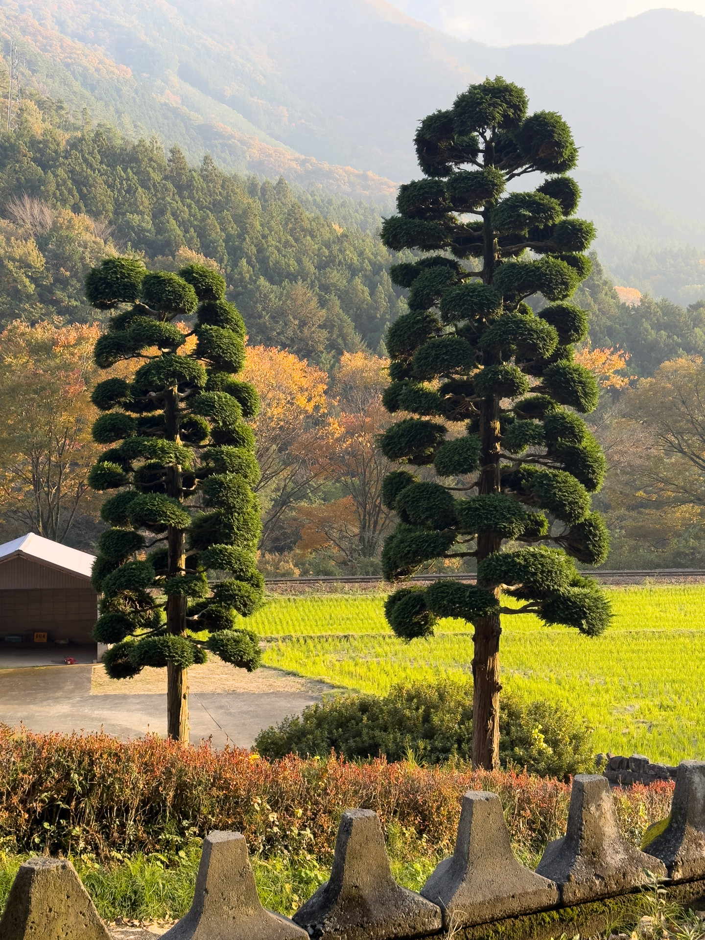 Manicured trees
