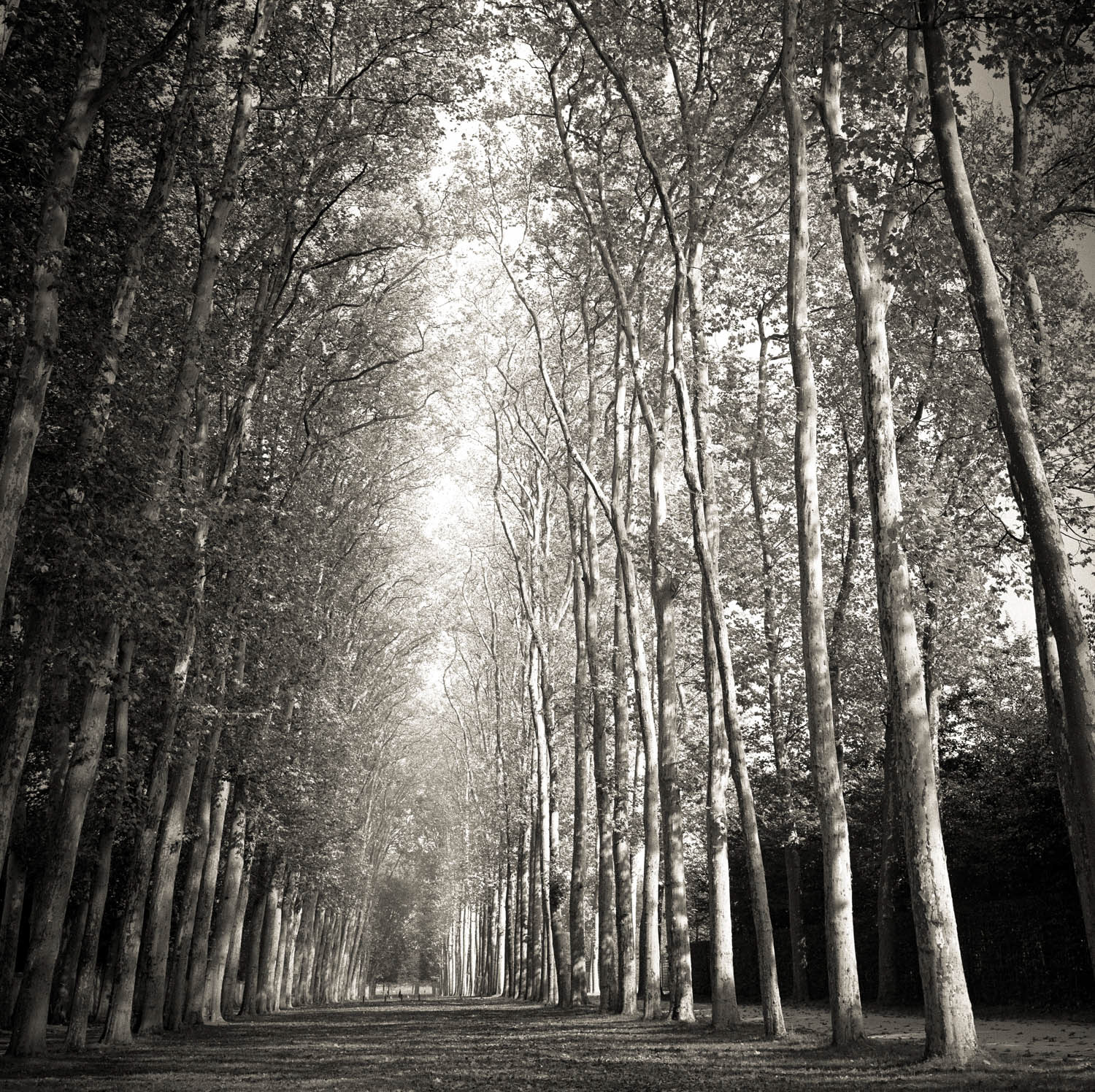 Paris Trees
