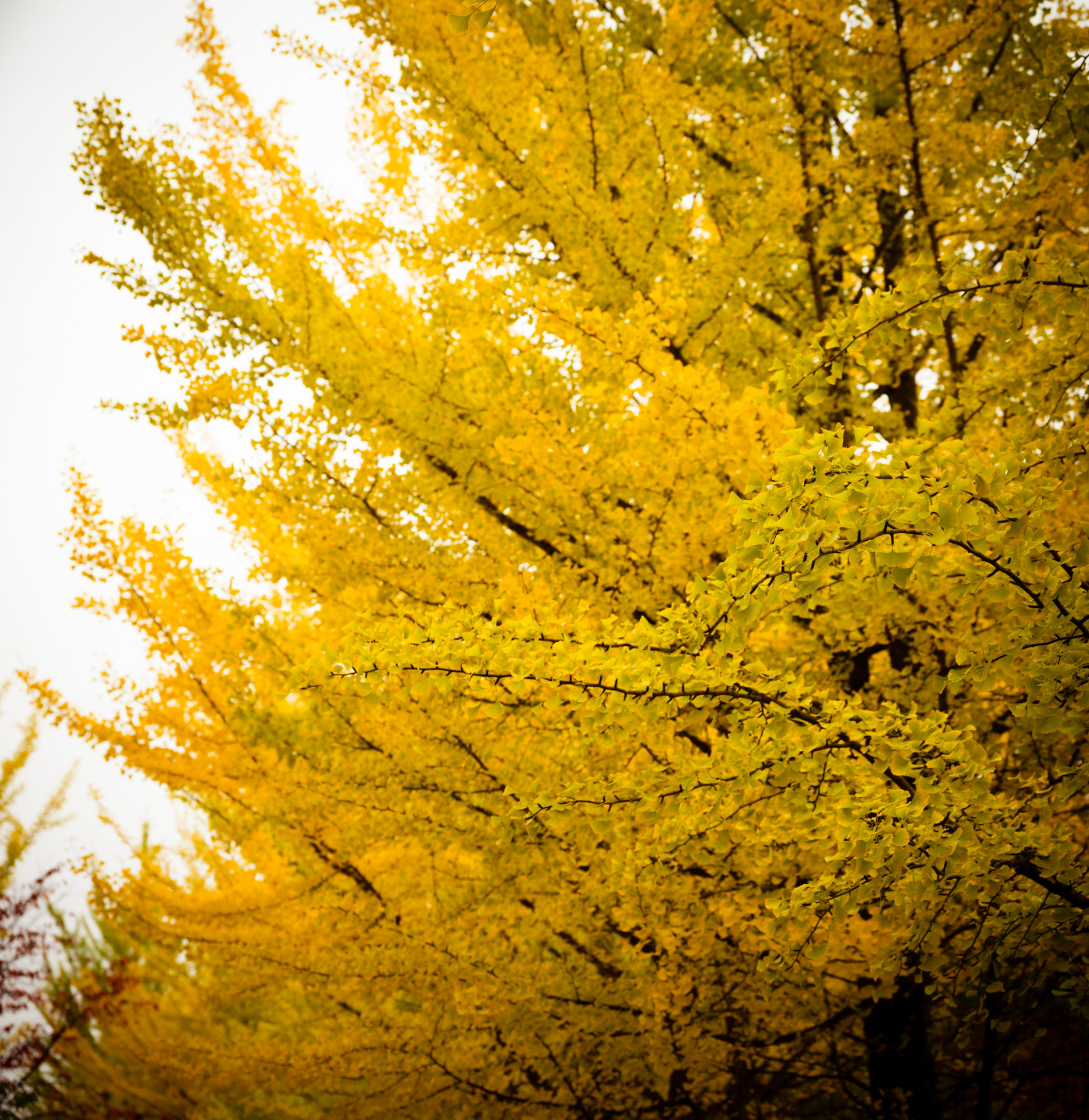 Ginko Tree, sapporo, Hokkaido