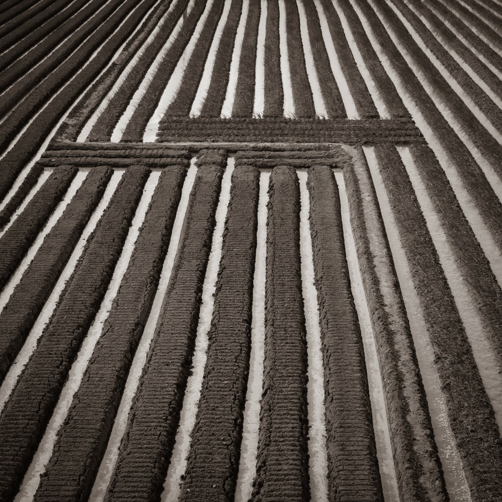 Rice Field, Taiwan, 2019