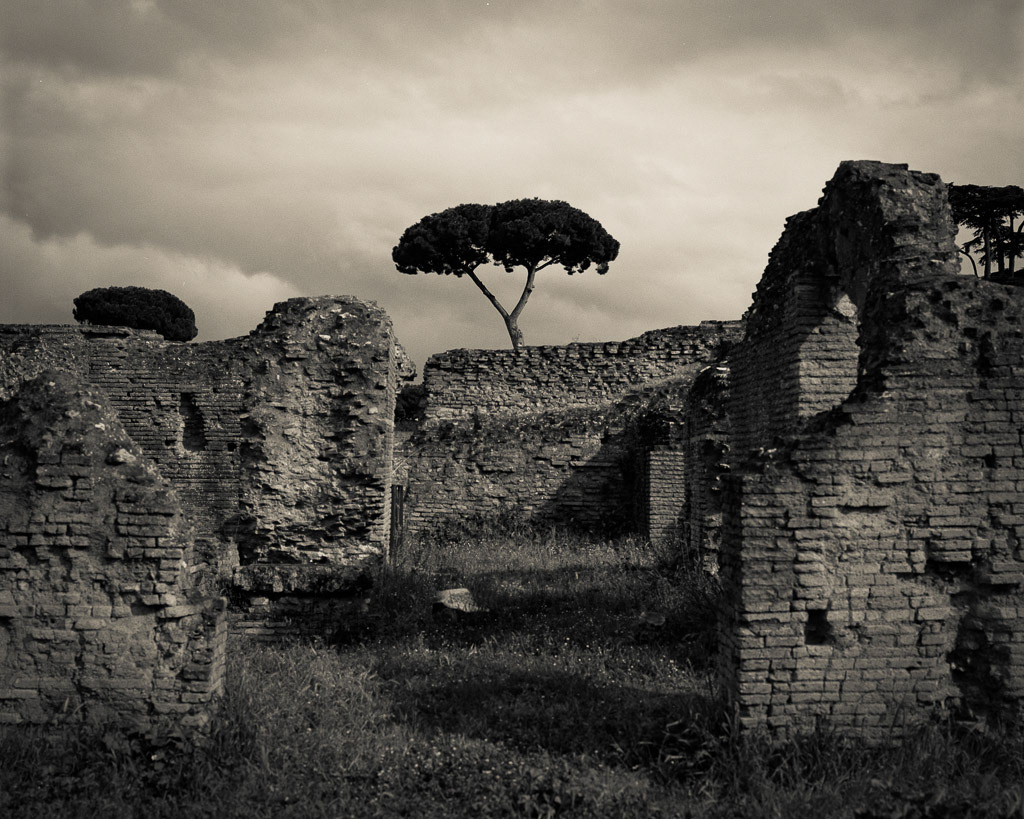 Single Tree, Rome, Italy, 2013