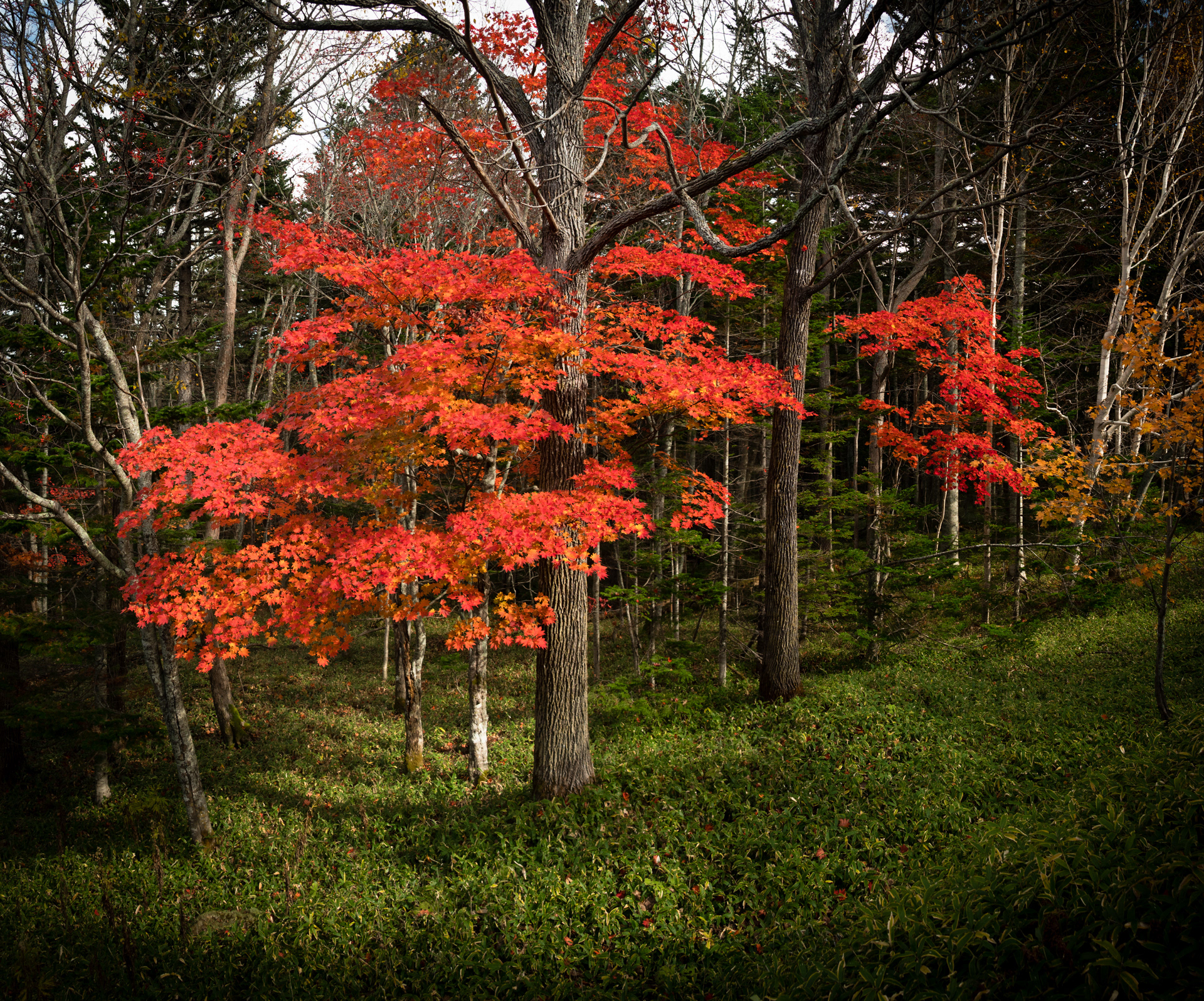 All colors 2, Hokkaido