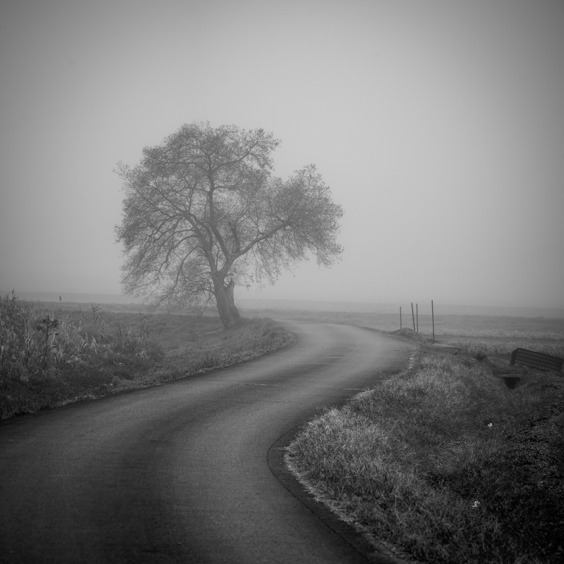 Misty morning 2
