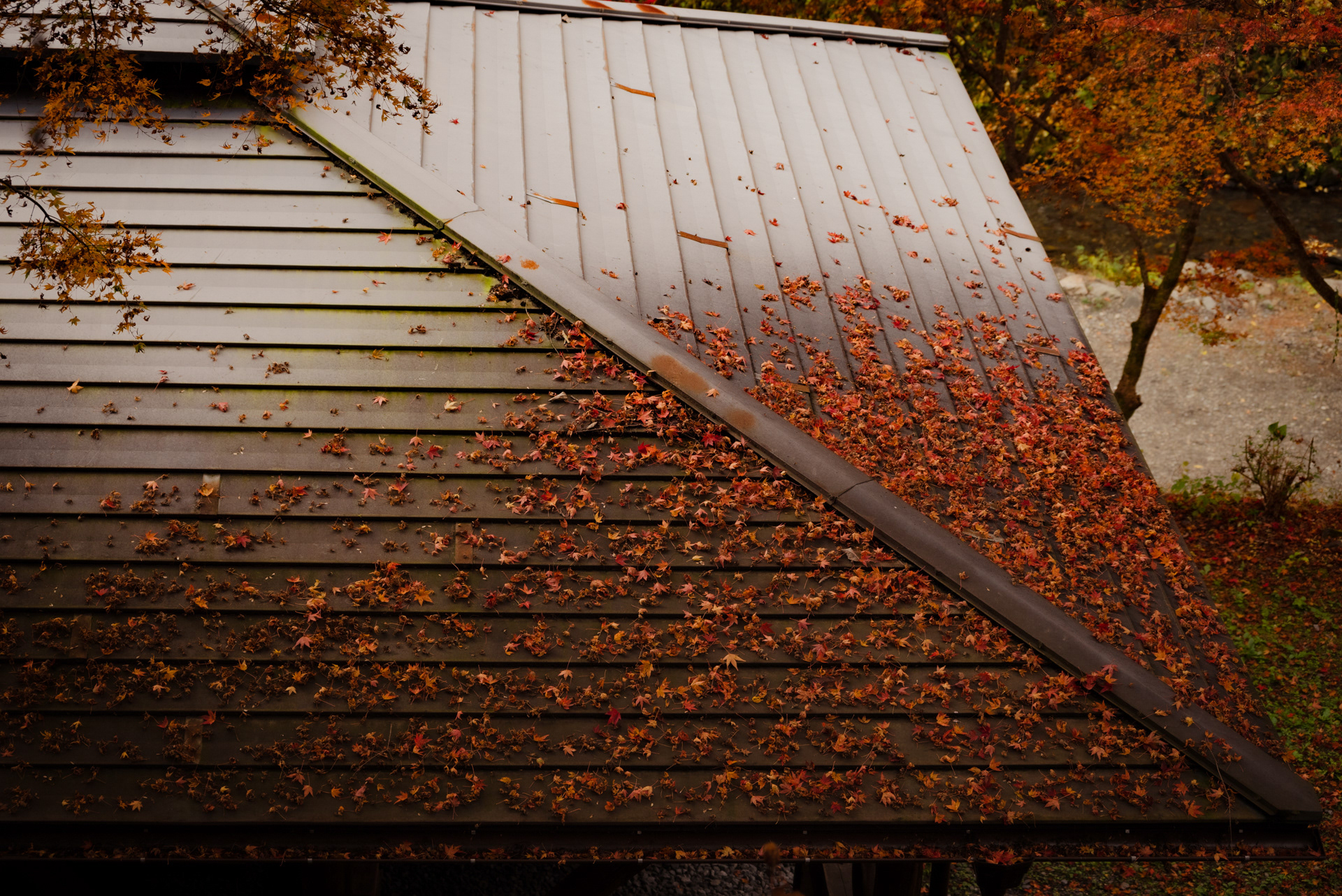 roof with red leaves