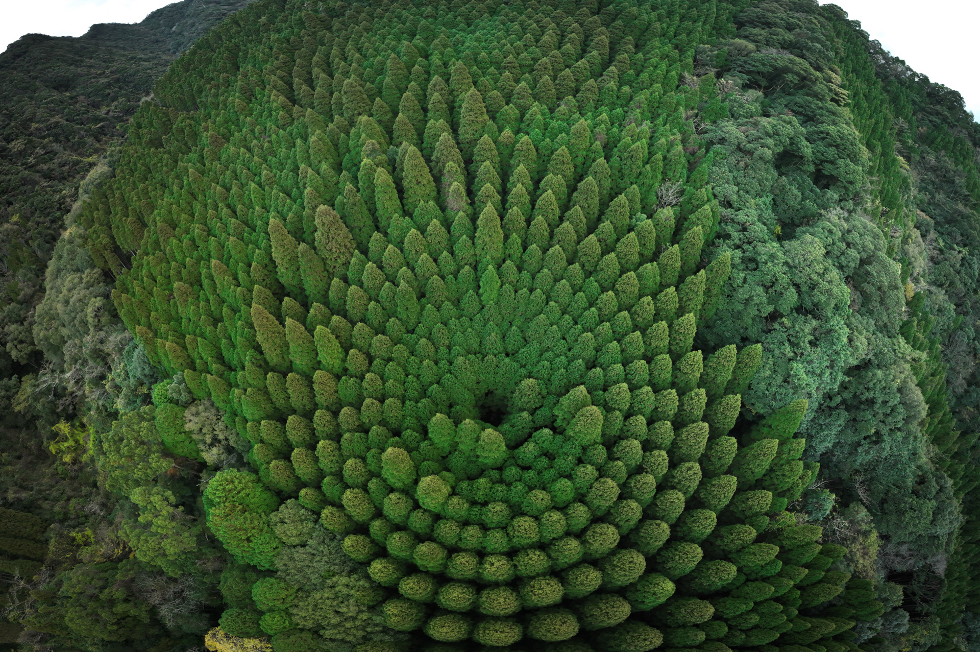 Radial trees, Kyushu