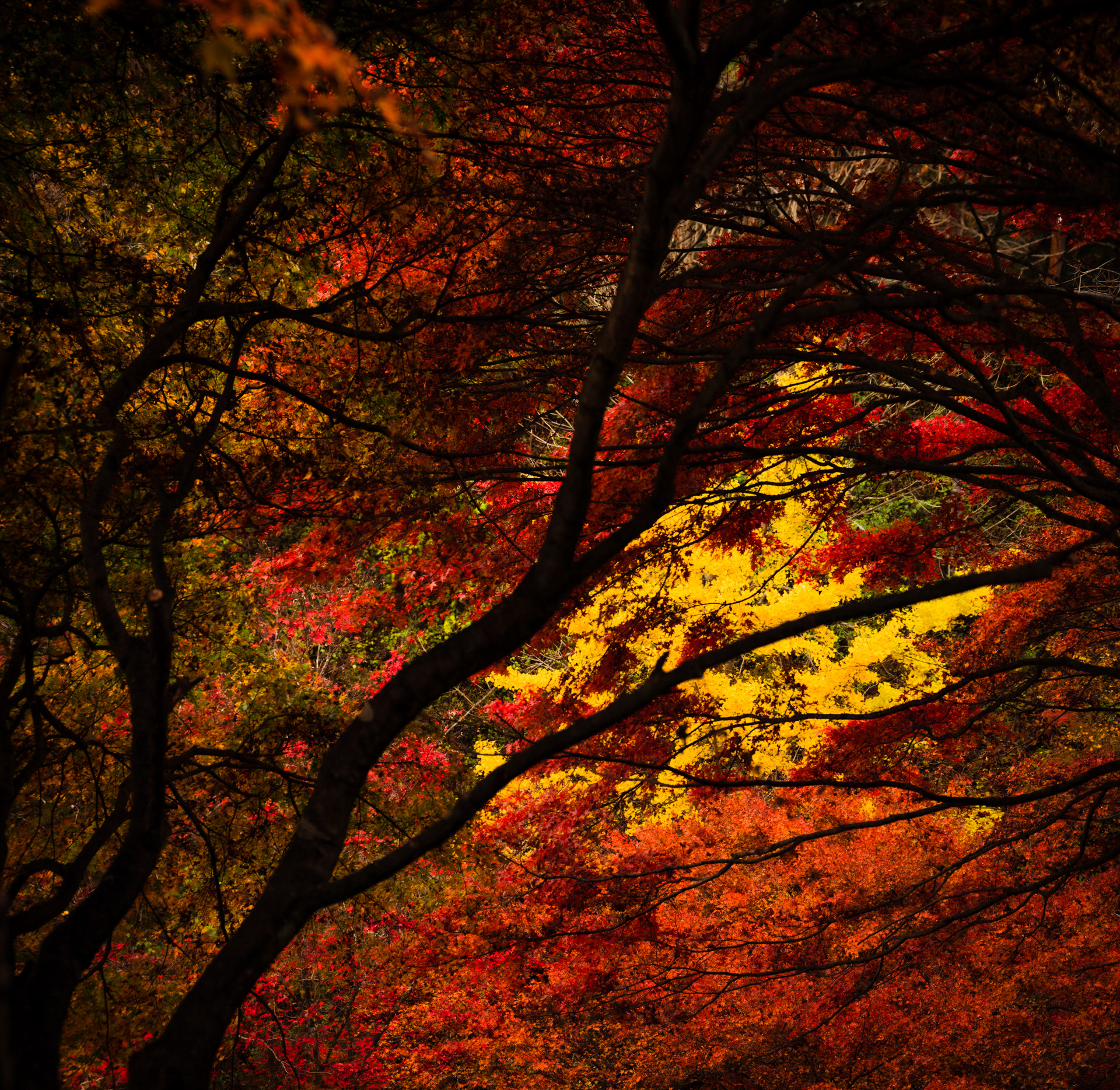 Fall Colors 9