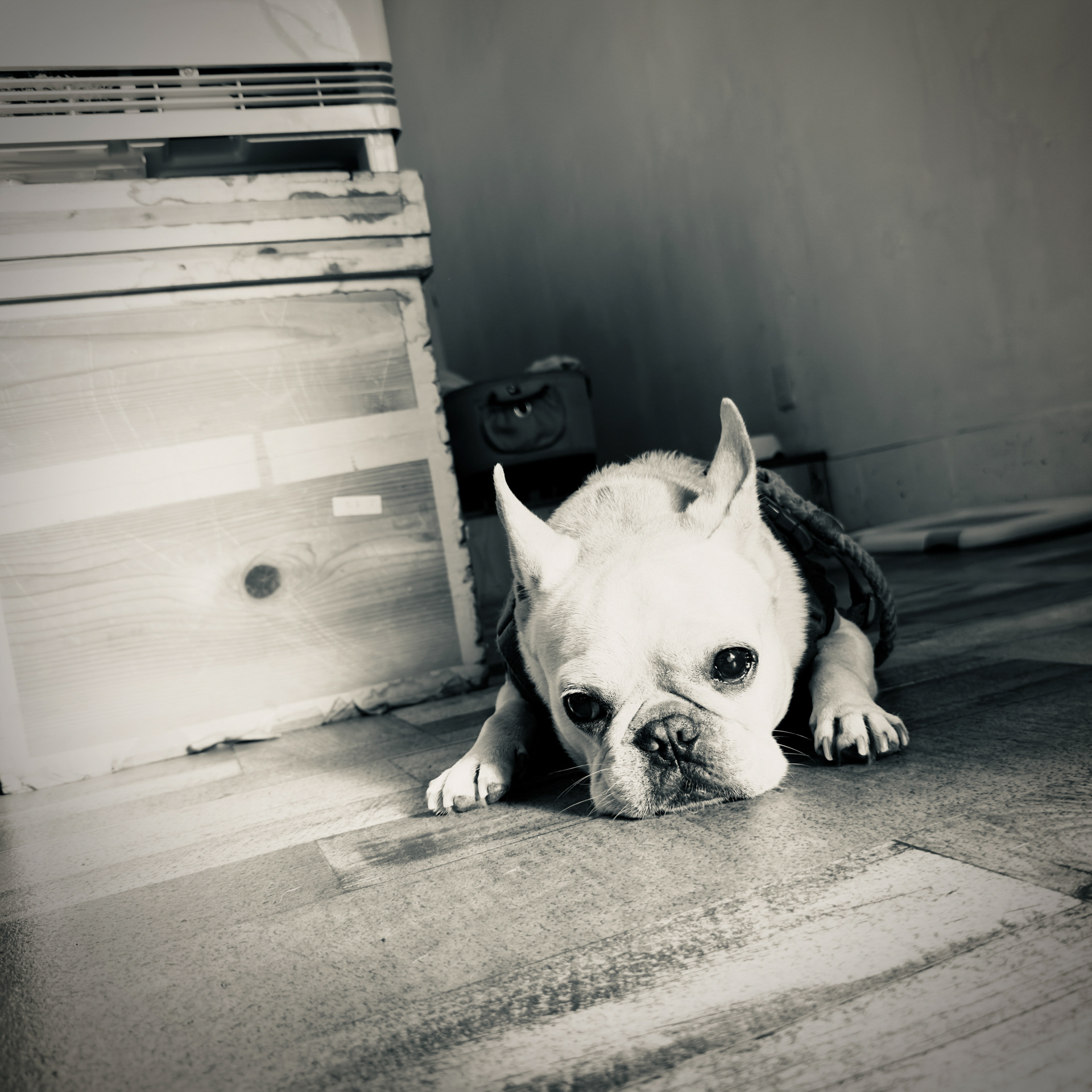 Frenchie